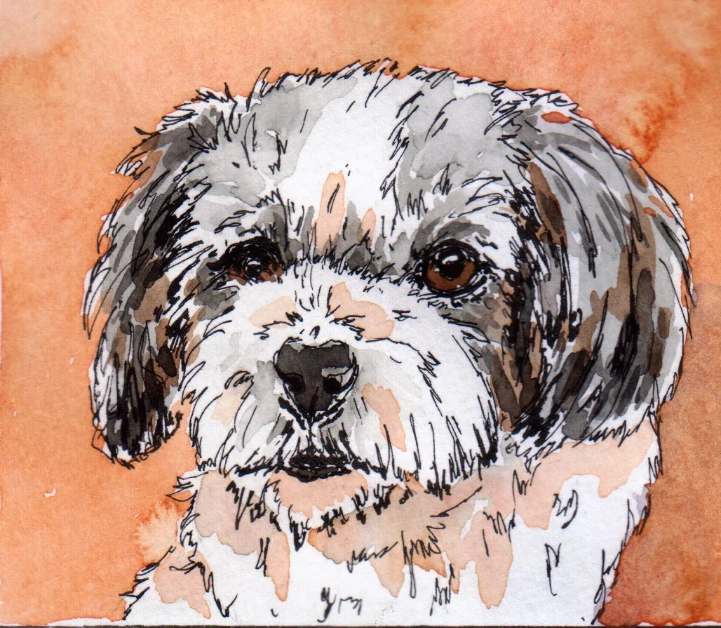 inktober09 shih tzu.jpg