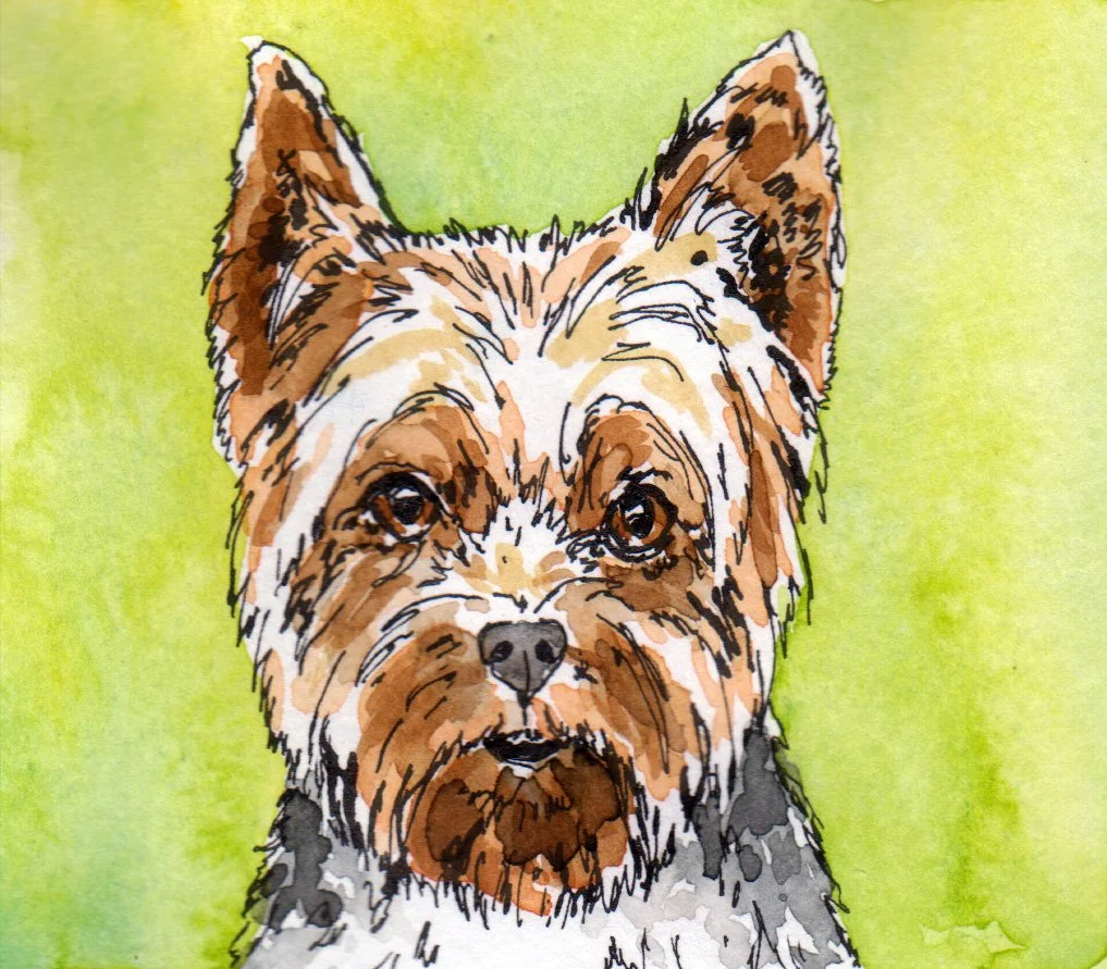 inktober10 Yorkshire Terrier.jpg