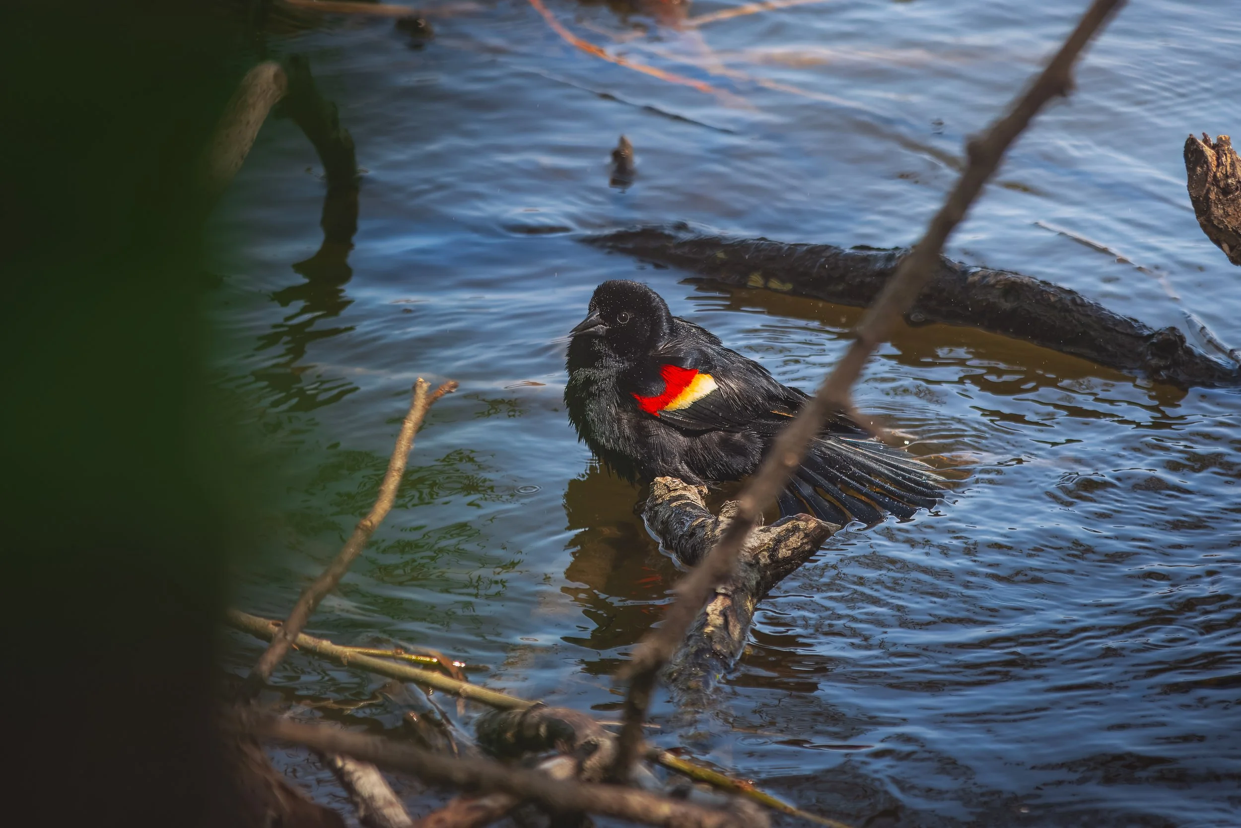 Red-Winged Blackbird 004.jpg