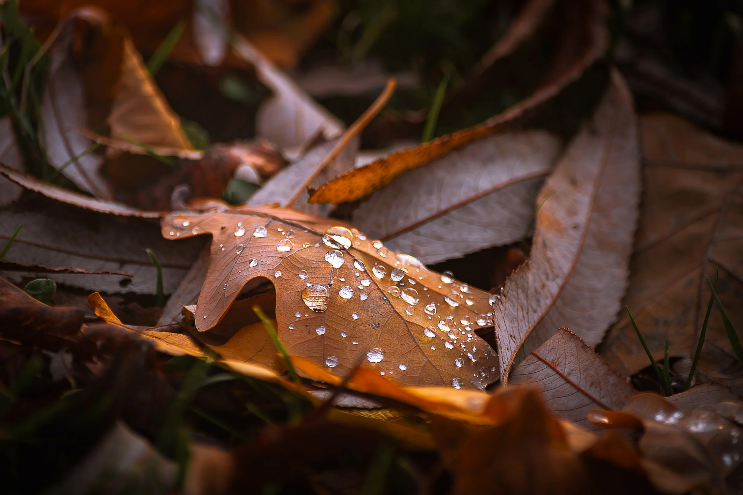 Leaves 003.jpg