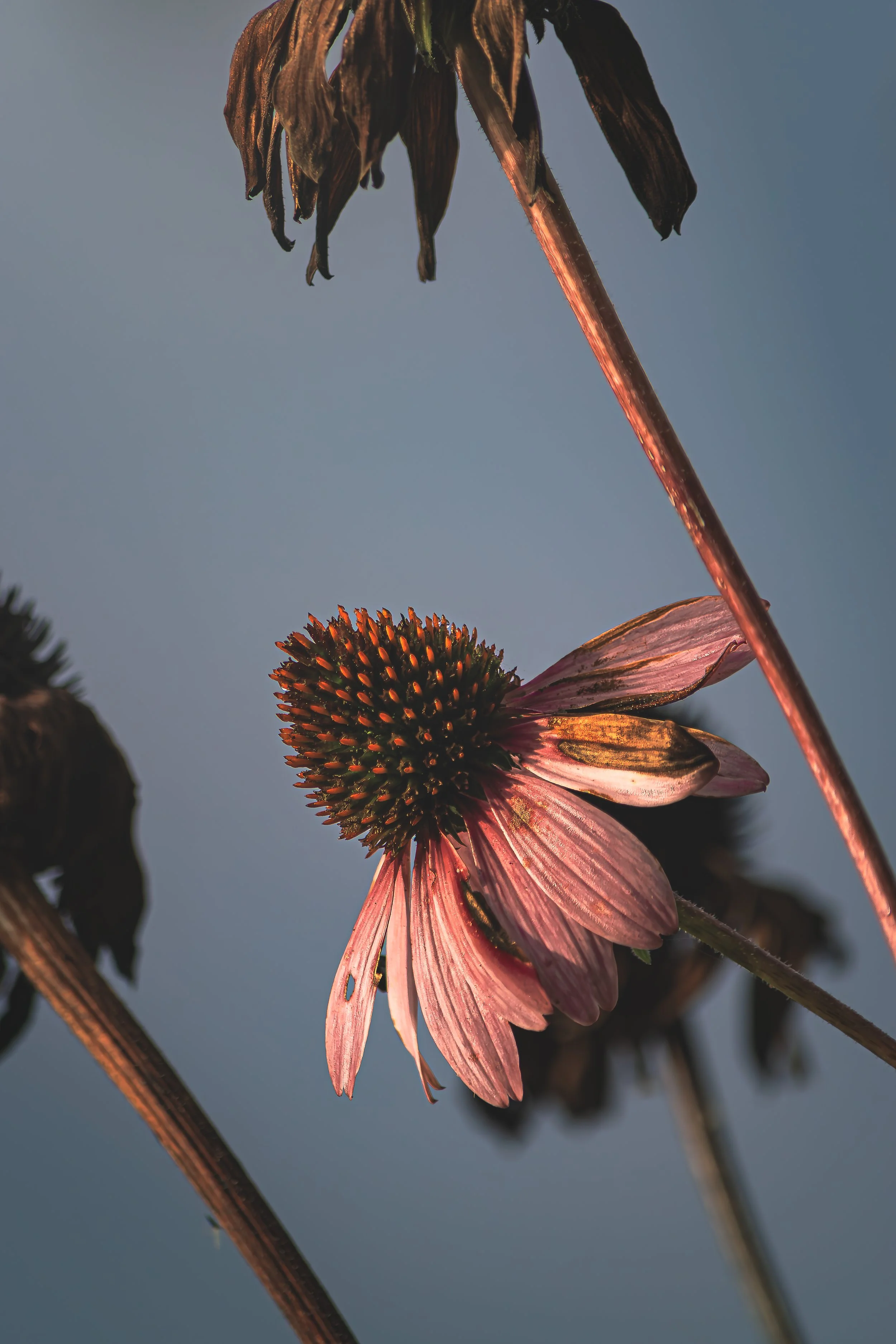 Wilted Flower 001@2x.jpg