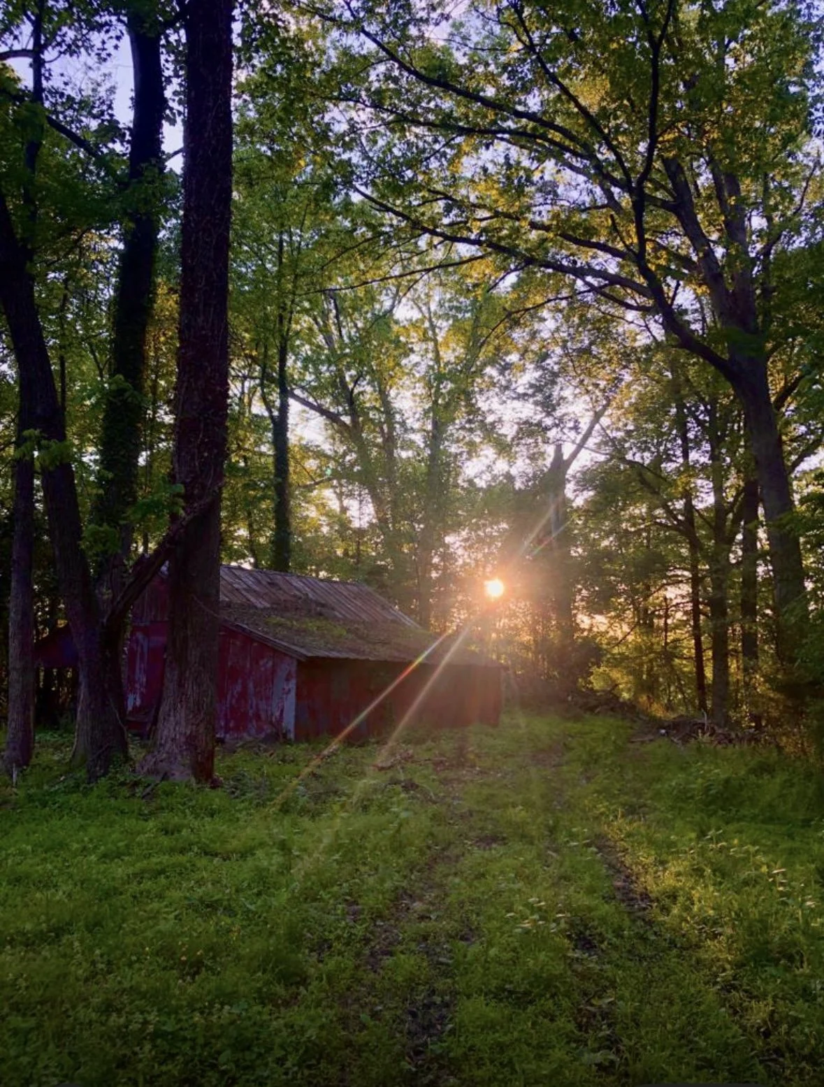 Sunset view through a forested area with a red barn and a dirt path.