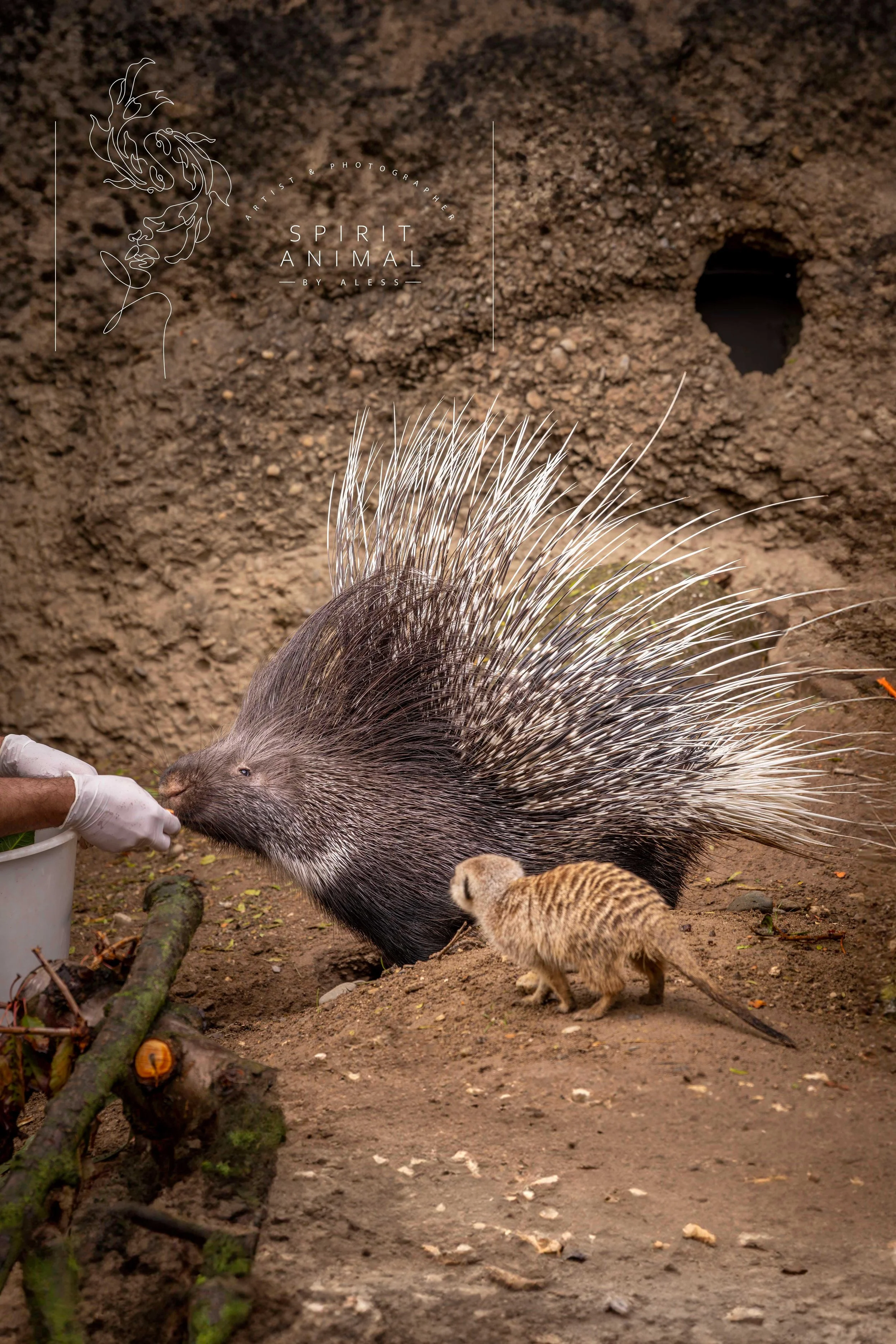 Ein Erdhörnchen und ein Stachelschwein, mit einem Menschen, der sie füttert, Fotografie von SPIRIT ANIMAL