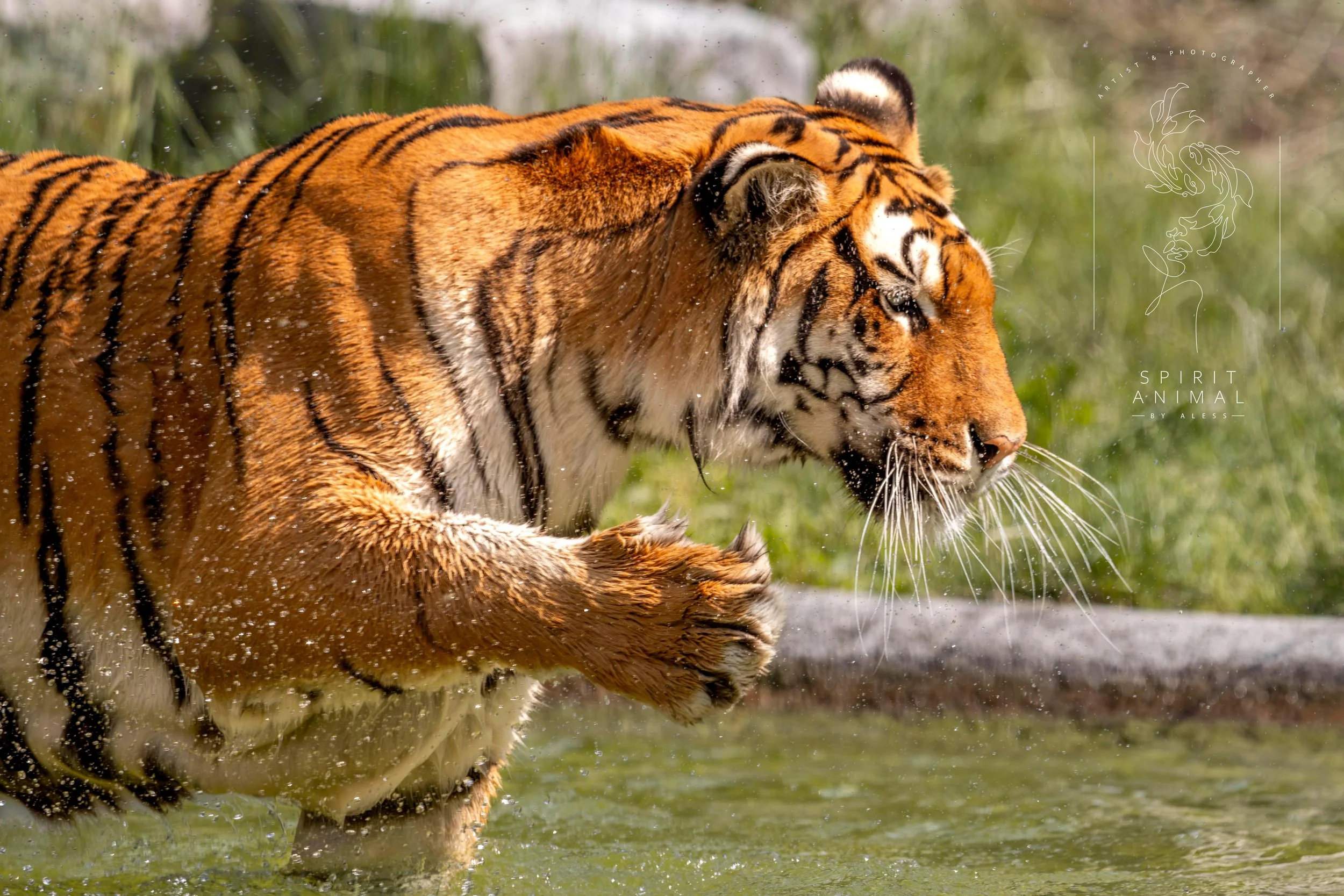 Ein Tiger, der im Wasser spielt, mit Wasser spritzend und grünem Hintergrund, Fotografie von SPIRIT ANIMAL