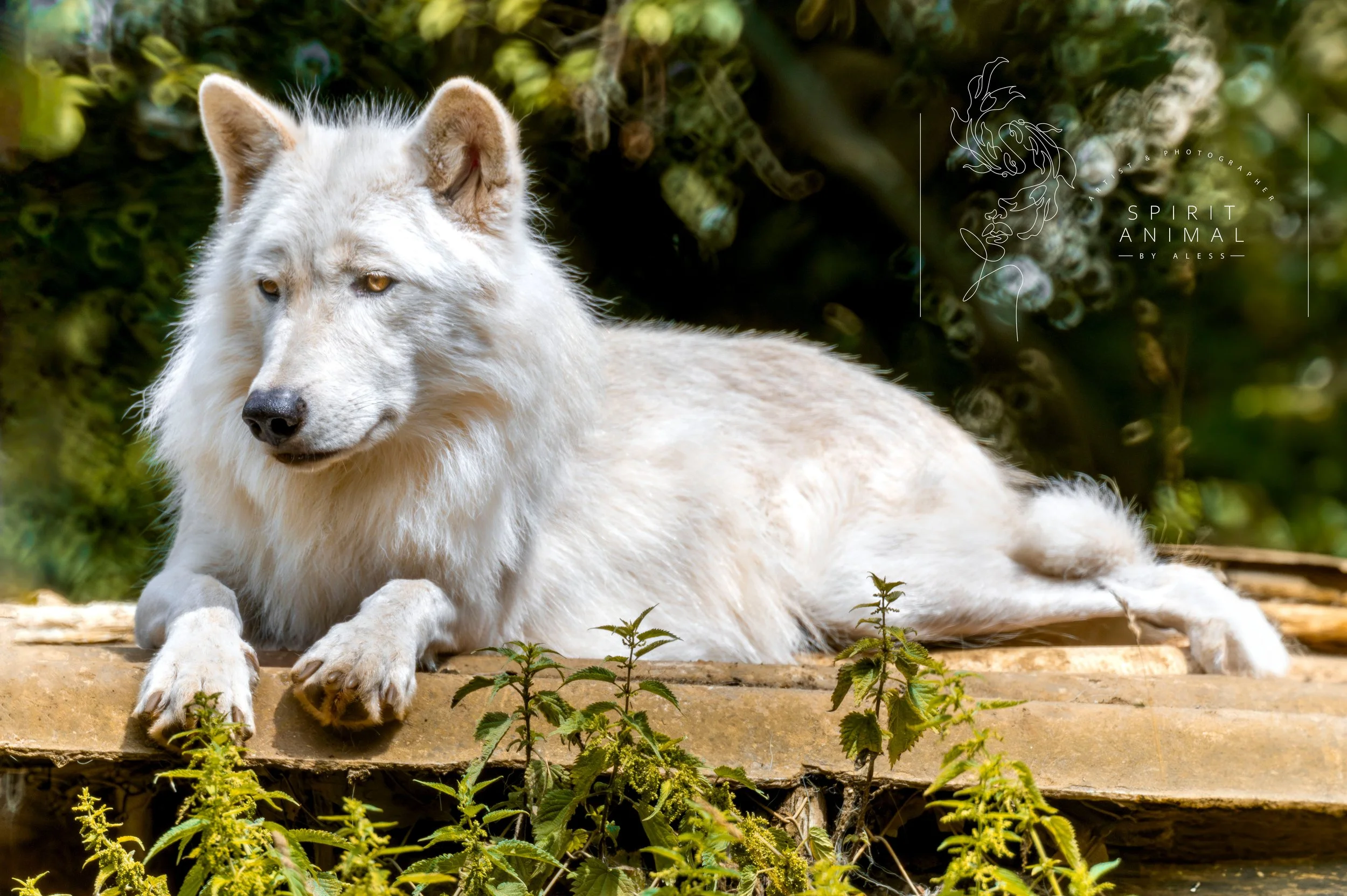 Ein weißer Wolf liegt auf einem Baumstamm vor grünem Gebüsch und Blättern umgeben, Fotografie von SPIRIT ANIMAL