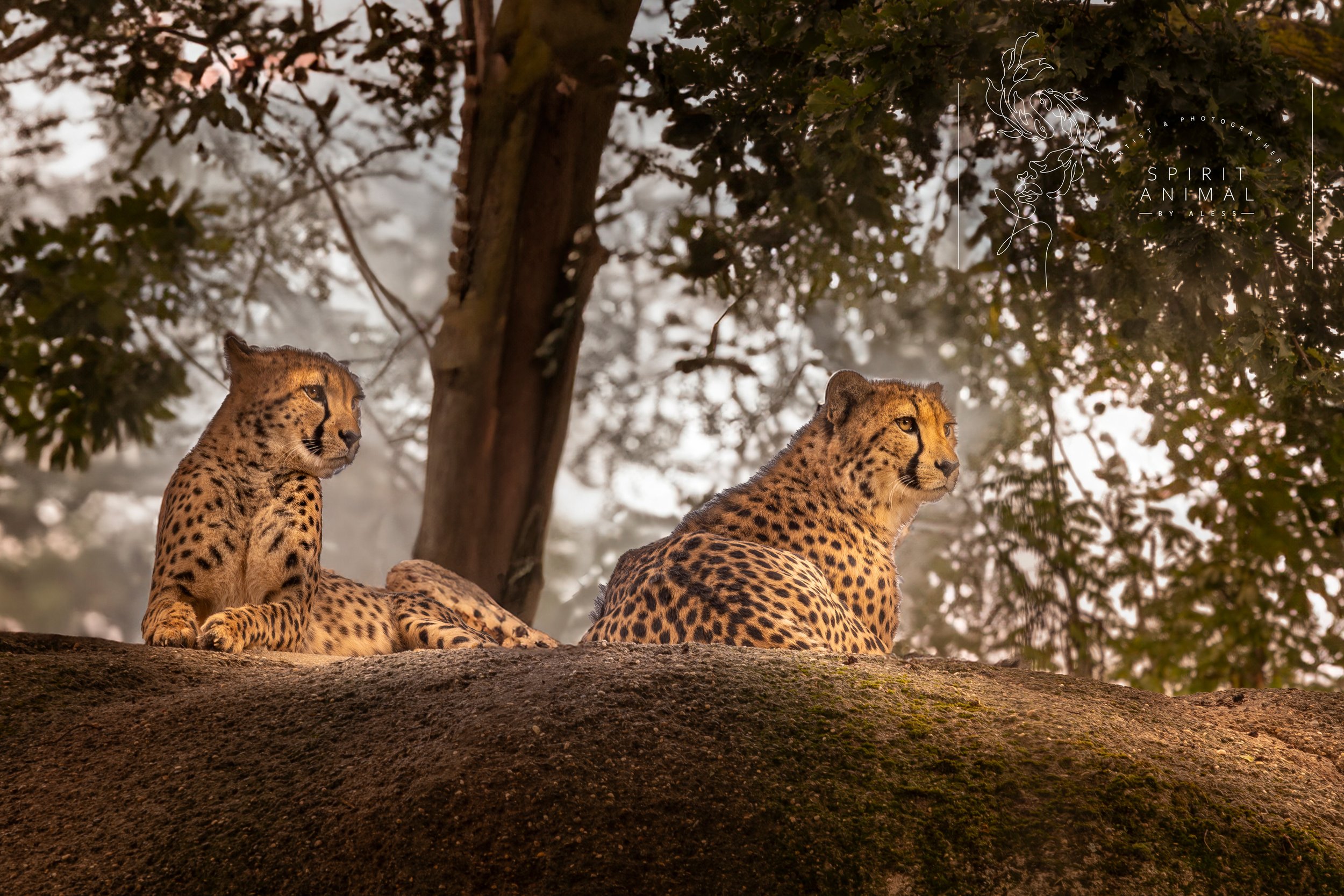 Zwei Geparden ruhen auf einem großen Baumstamm im Schatten eines Baums, Fotografie von SPIRIT ANIMAL