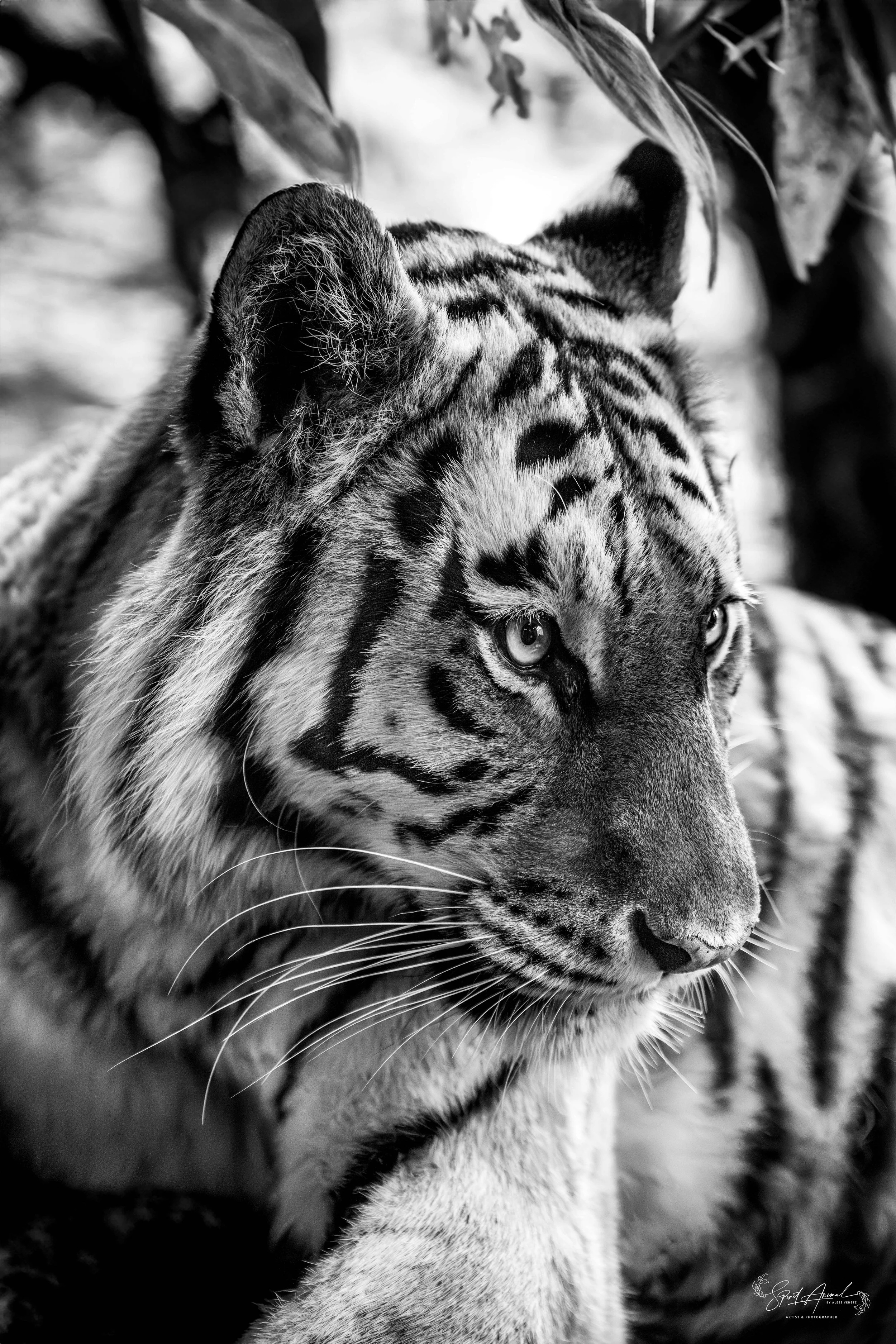 A020_1_Tiere_SOUL_OF_STRIPES_202304121683_B&W_Wandbild.jpg