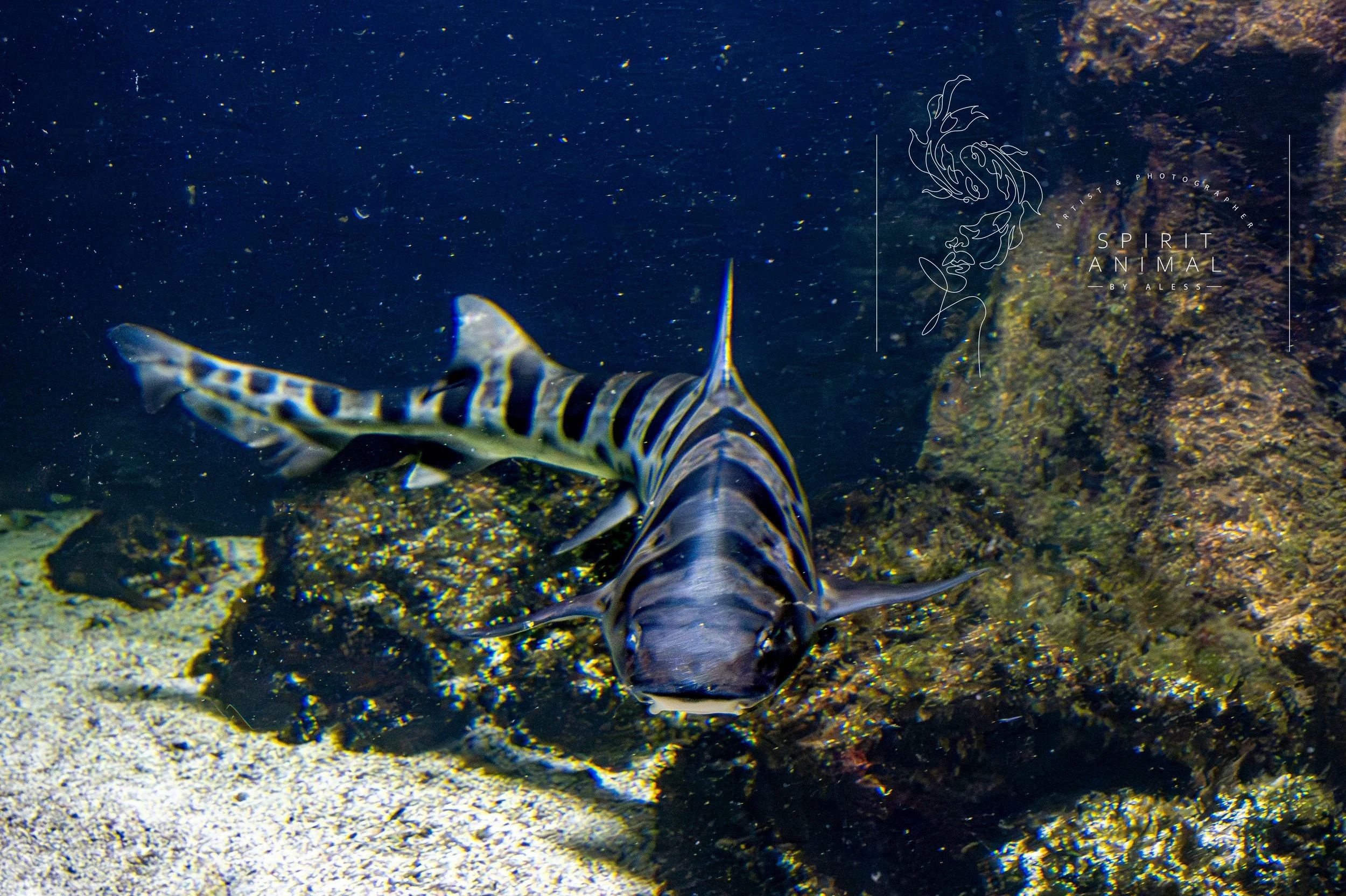 Ein Hai der Zebra-Streifen Muster hat im Wasser vor Steinen und Sand am Meeresboden schwimmt, Fotografie von SPIRIT ANIMAL