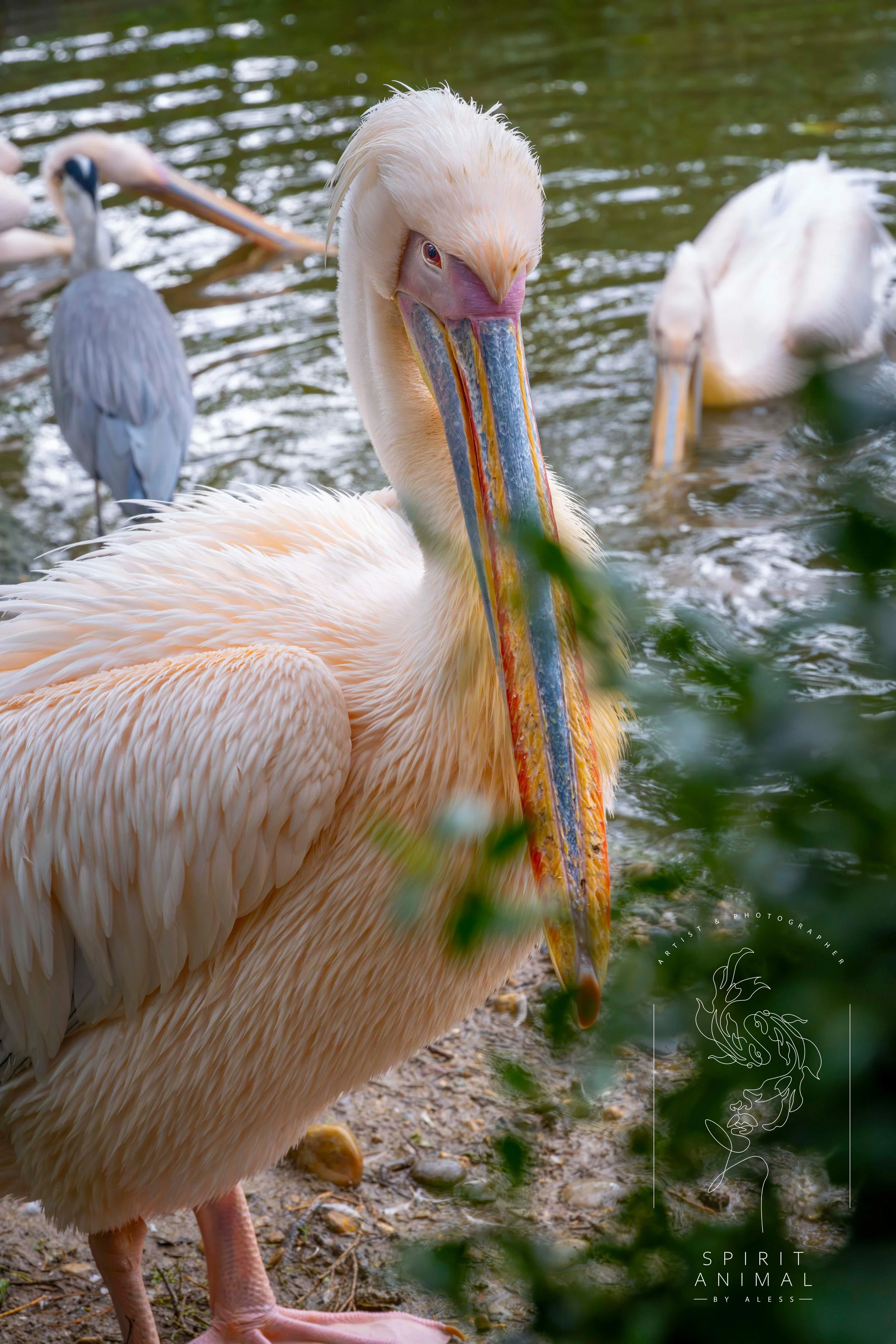 Ein Pelikan am Ufer eines Sees, im Hintergrund weiteres Wasser und Vögel, von Blättern teilweise verdeckt, Fotografie von SPIRIT ANIMAL