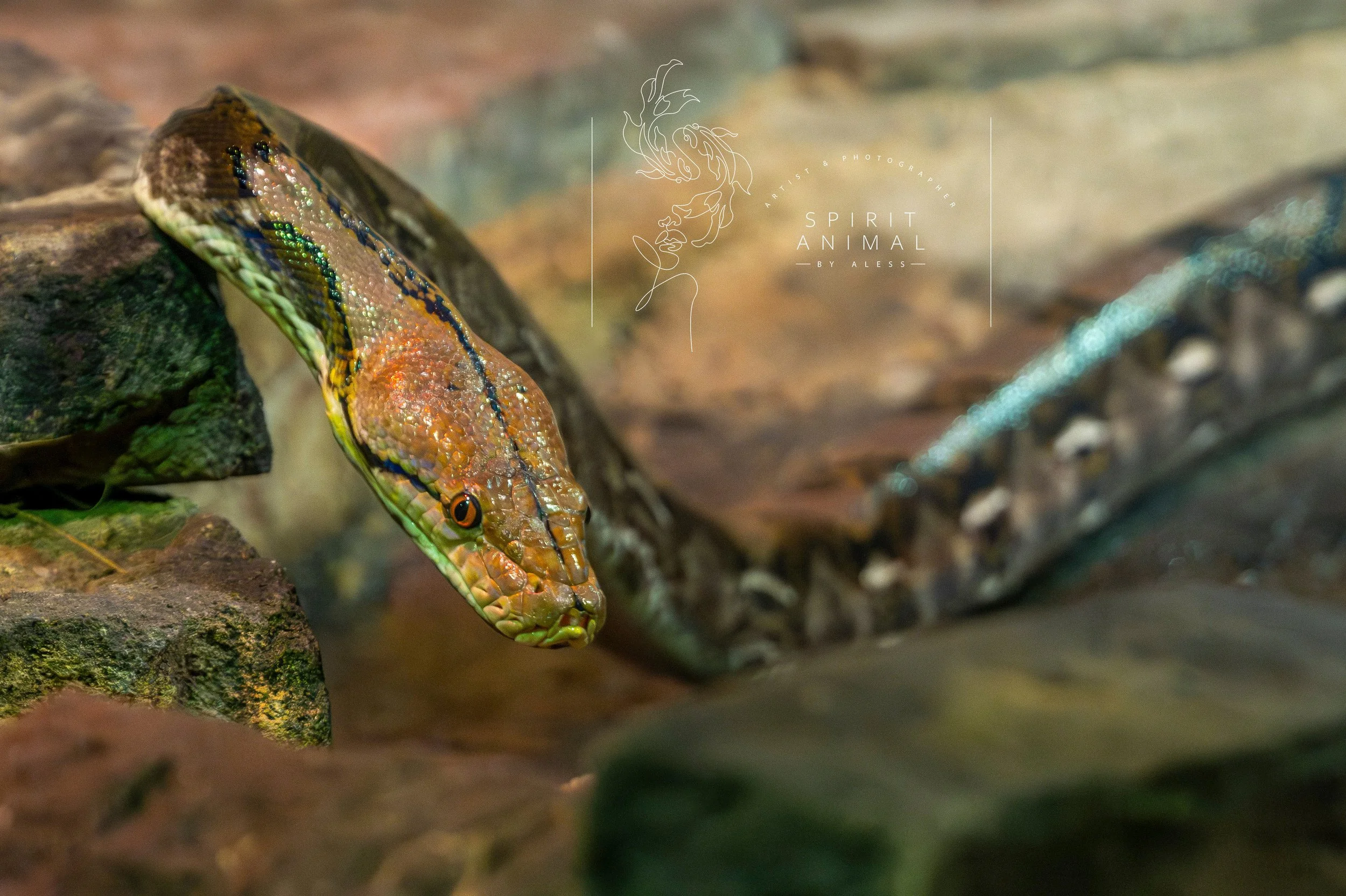 Detailaufnahme einer Schlange in einem natürlichen Umgebung, Steinen im Hintergrund, Fotografie von SPIRIT ANIMAL