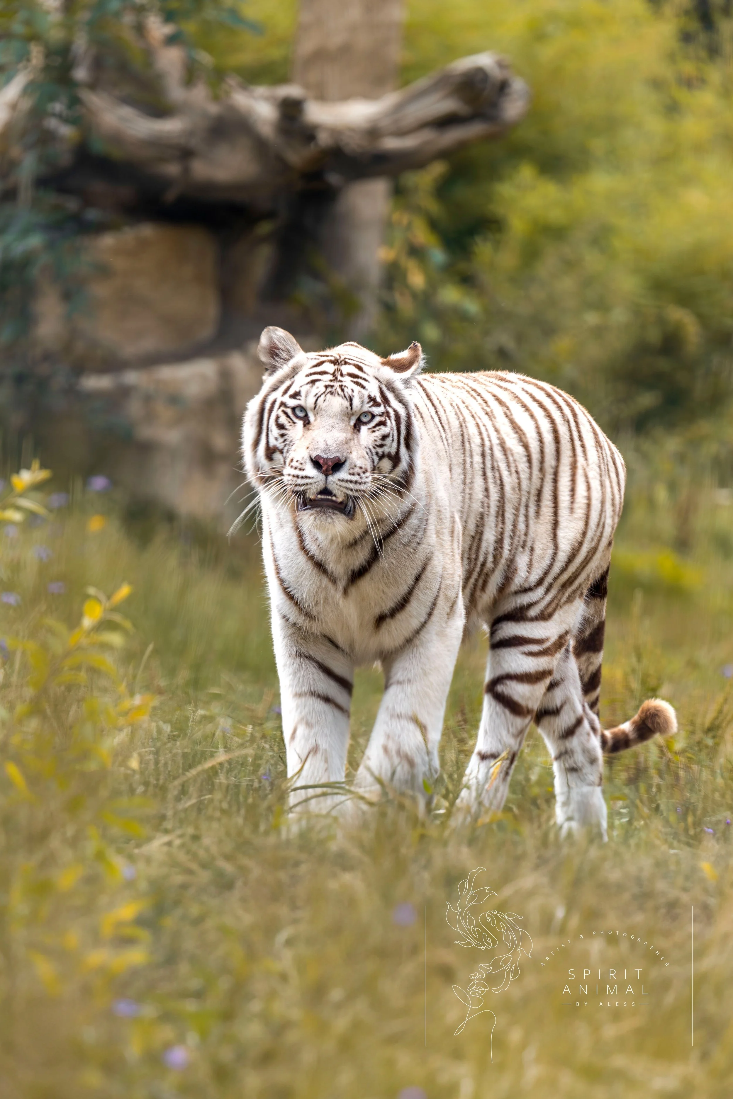 Weißer Tiger im Zoo, umgeben von Grün und Blumen, Fotografie von SPIRIT ANIMAL