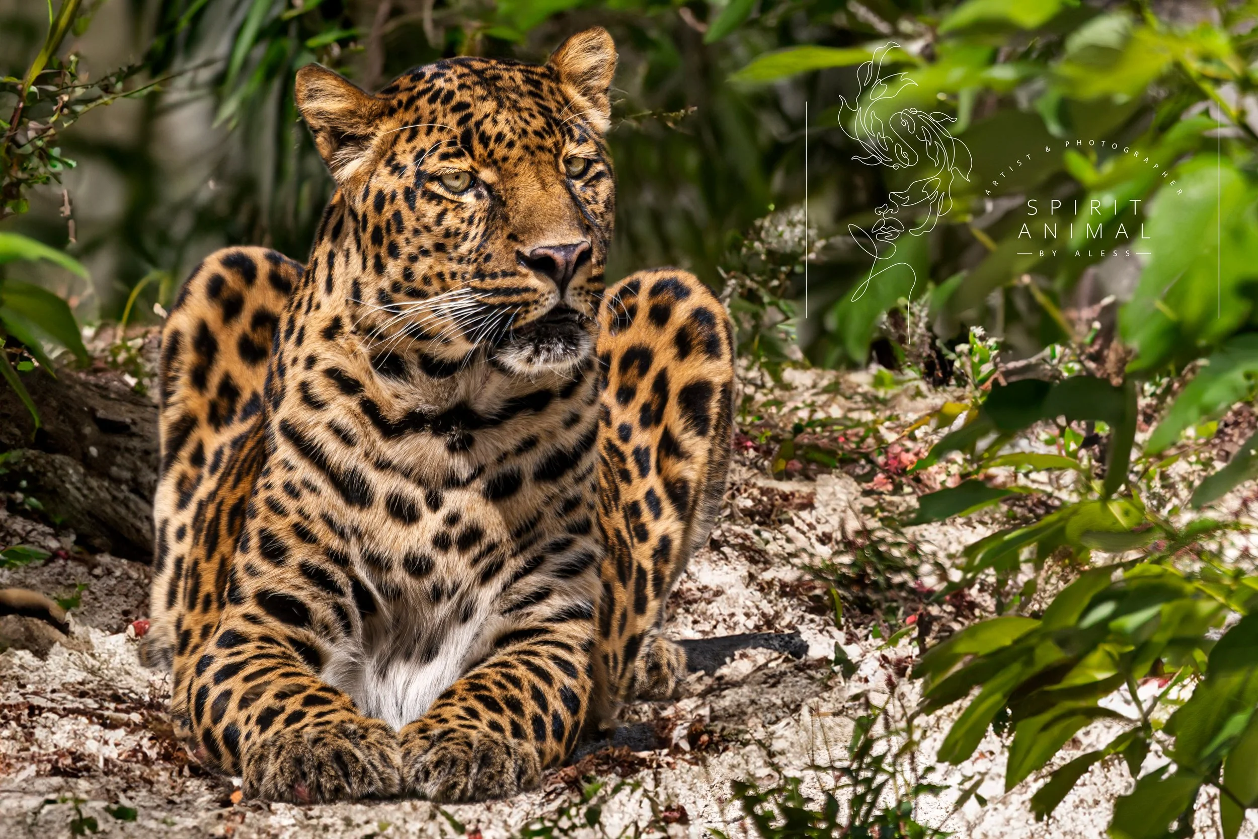 Ein Leopard sitzt in einem natürlichen Lebensraum mit grünen Büschen und Blumen, Fotografie von SPIRIT ANIMAL
