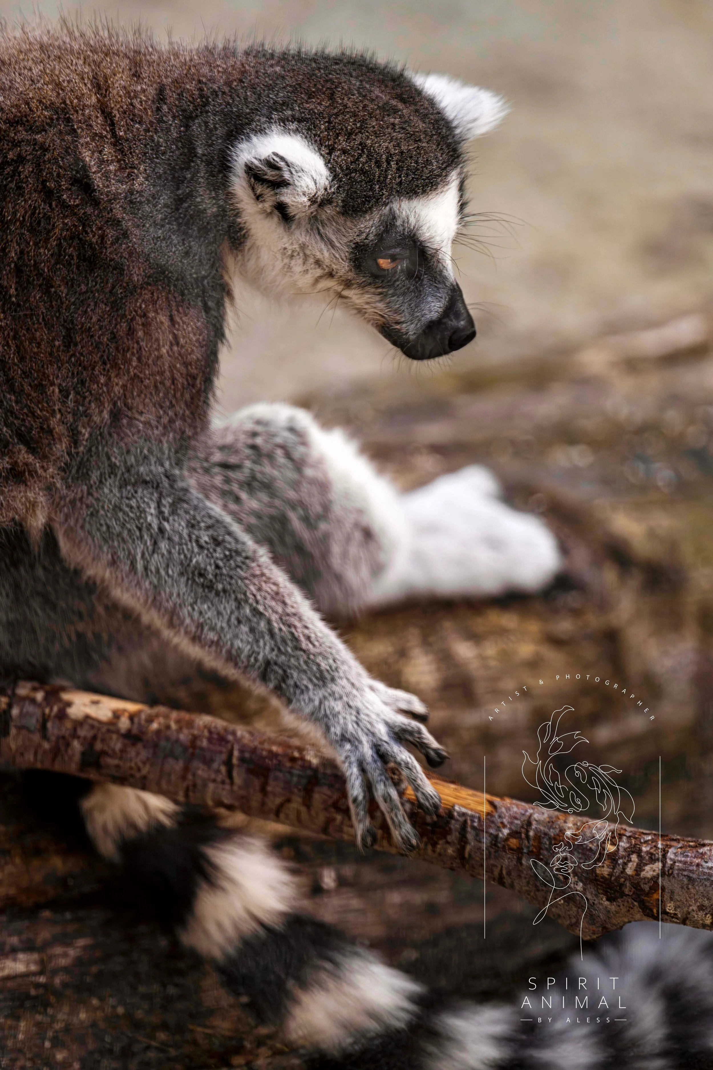 Ein Vogel, wahrscheinlich ein Koala, sitzt auf einem Baumstamm und schaut nach unten, mit braun-grauem Gefieder und einer schwarzen Schnauze.