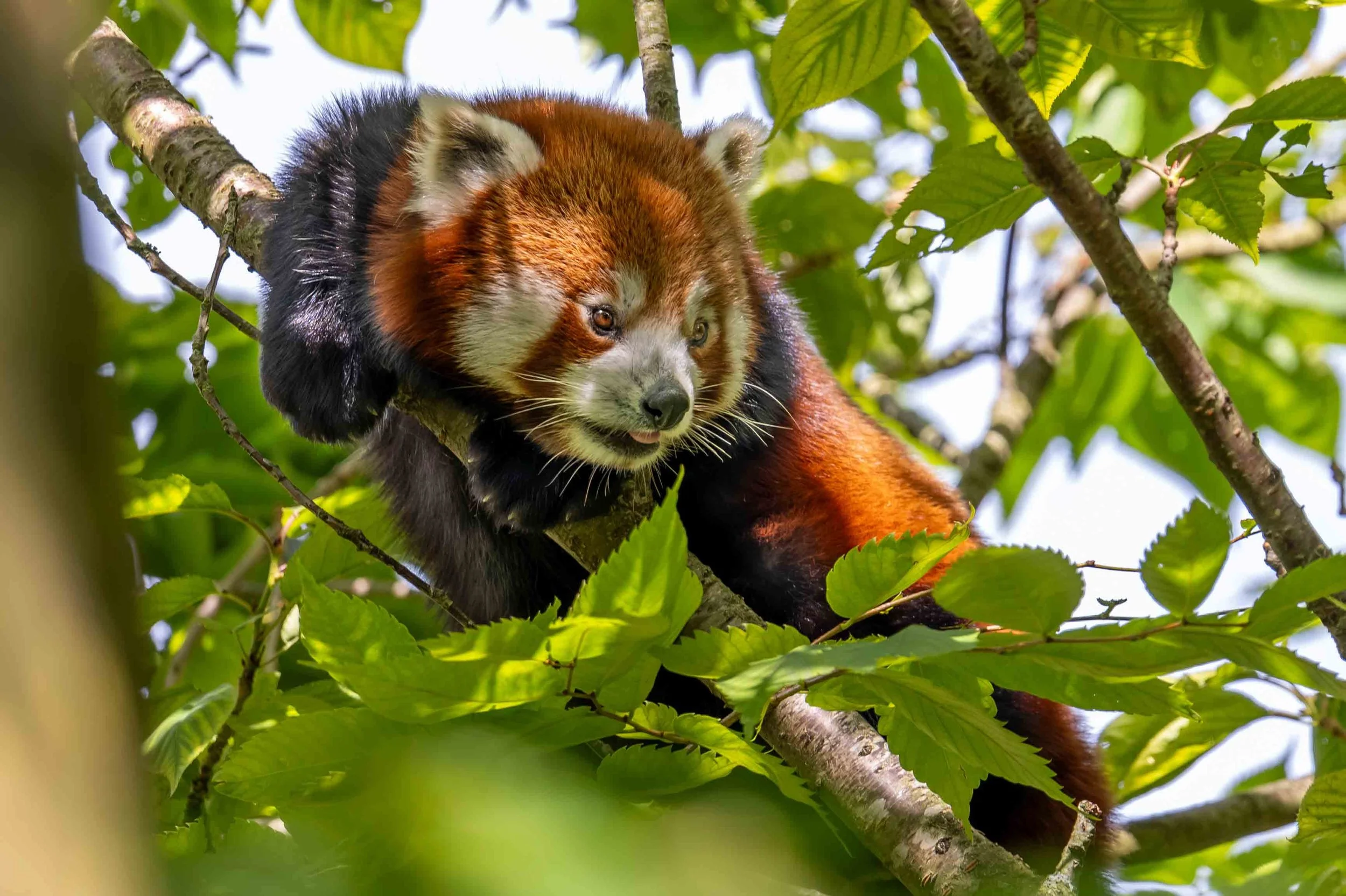 Ein roter Panda sitzt in einem Baum, umgeben von grünen Blättern. Es wirkt entspannt, während er auf einem Ast liegt, CHASING SUNBEAMS, Fotografie von SPIRIT ANIMAL