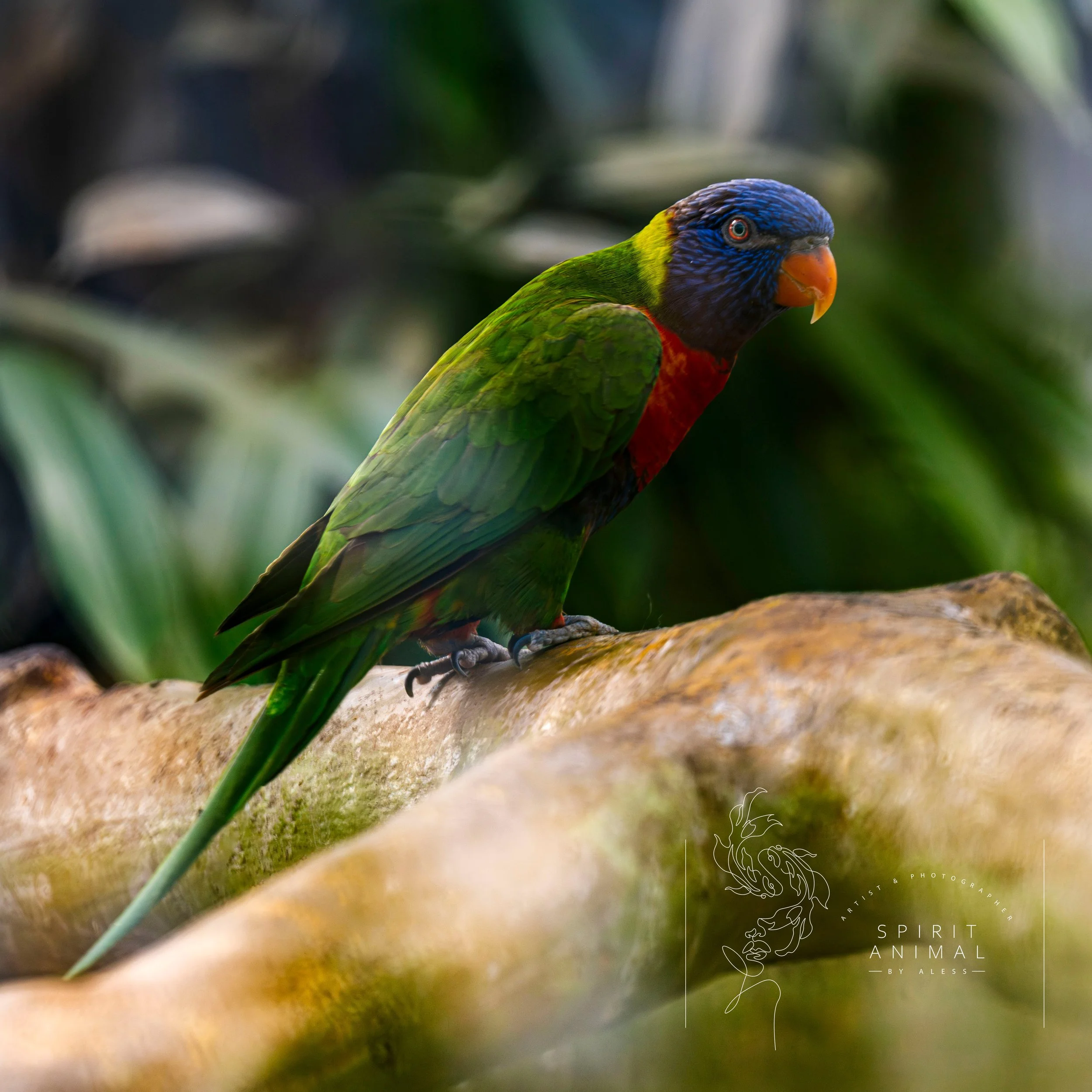 Bunte Papagei mit blauer Kopf, grünen Flügeln, rotem Brustbereich und orange Schnabel sitzt auf einer Baumstämme in einem Dschungel