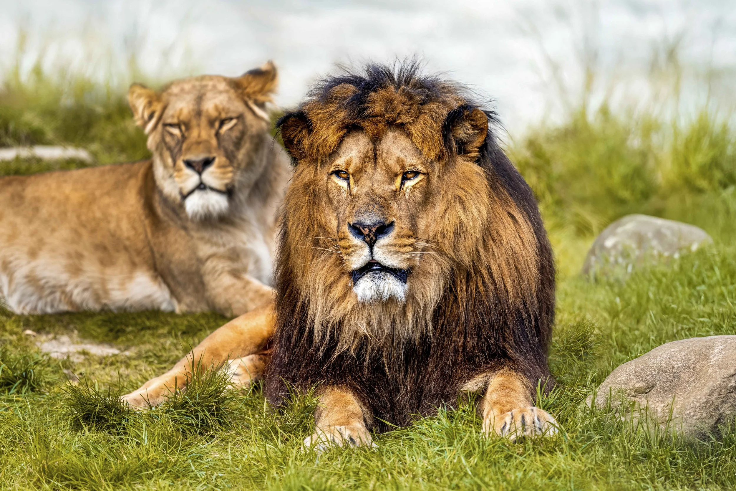 Ein männlicher Löwe liegt auf dem Gras, mit einer Löwin im Hintergrund. THE LION KING, Fotografie von SPIRIT ANIMAL