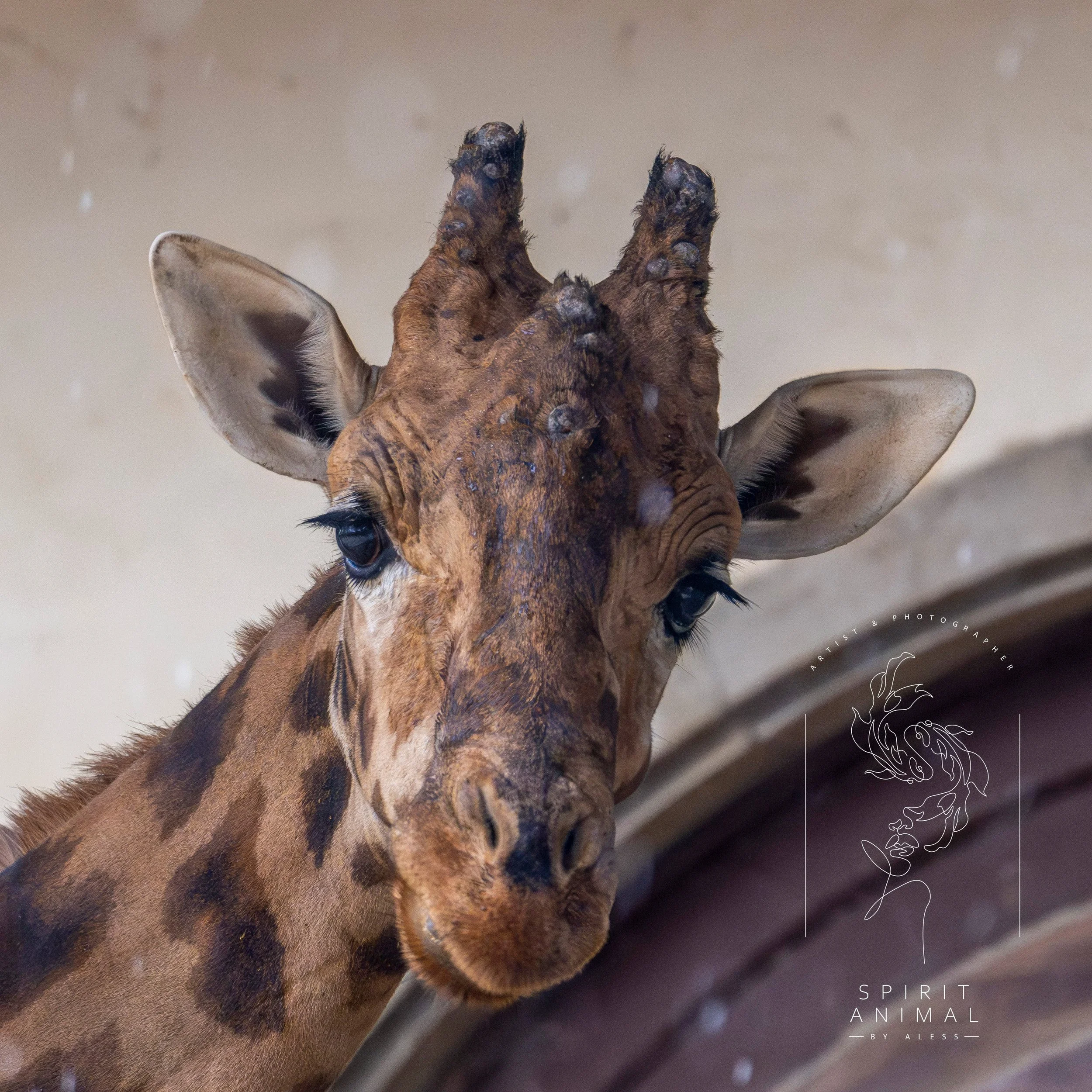 Nahaufnahme eines Giraffen-Kopfes mit fleckigem Fell, großen Ohren und sichtbaren Halsflecken, Fotografie von SPIRIT ANIMAL