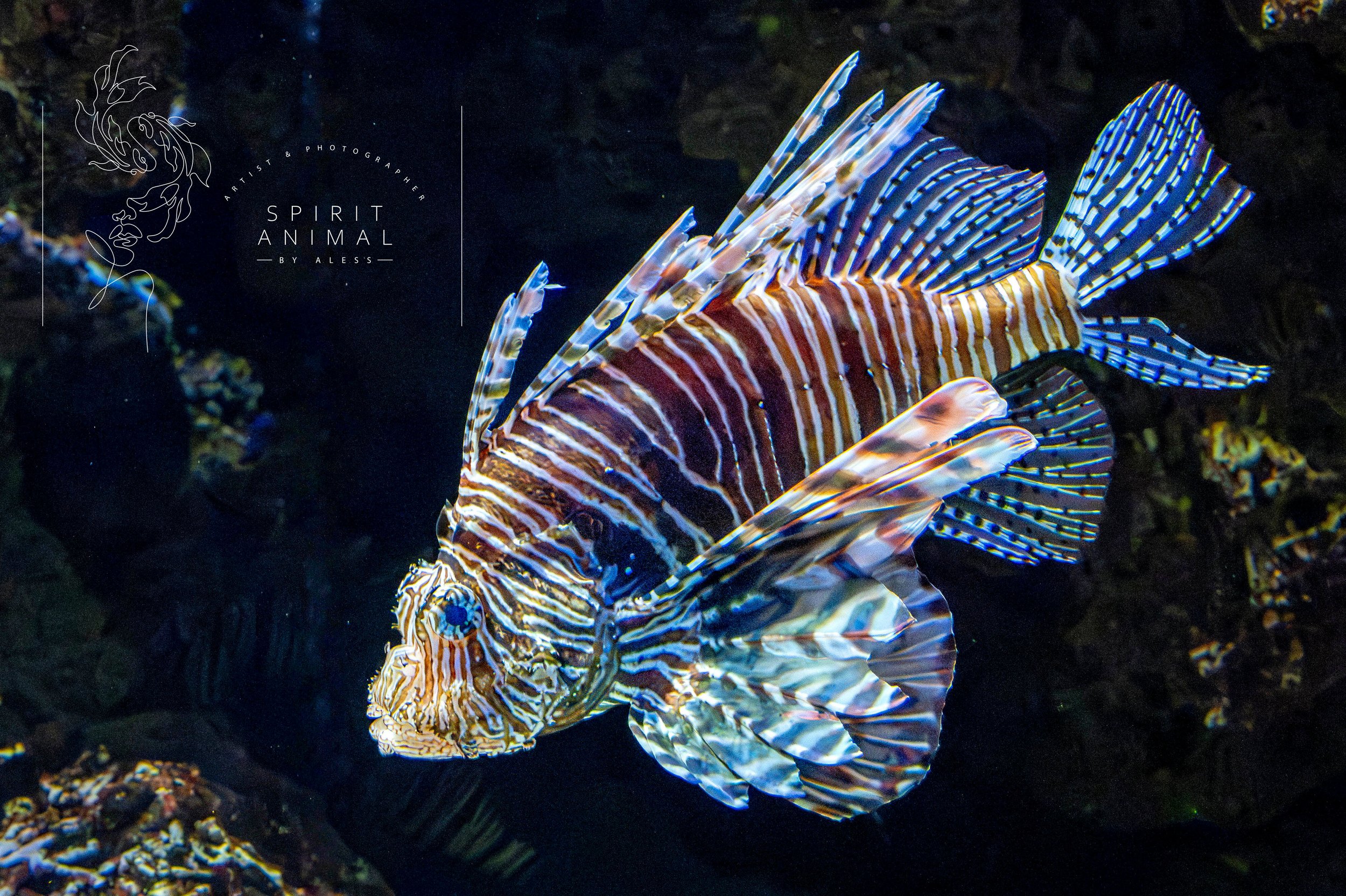 Fisch mit bunten Streifen und Flossen im Aquarium, Fotografie von SPIRIT ANIMAL