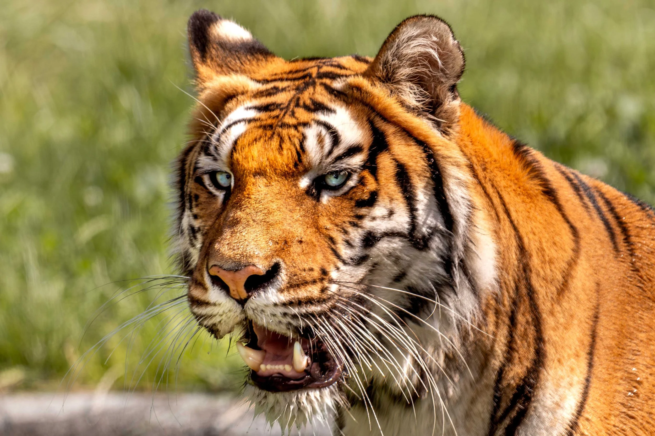 Nahaufnahme eines Tigers mit offener Schnauze und blauen Augen in der Natur, Fotografie von SPIRIT ANIMAL