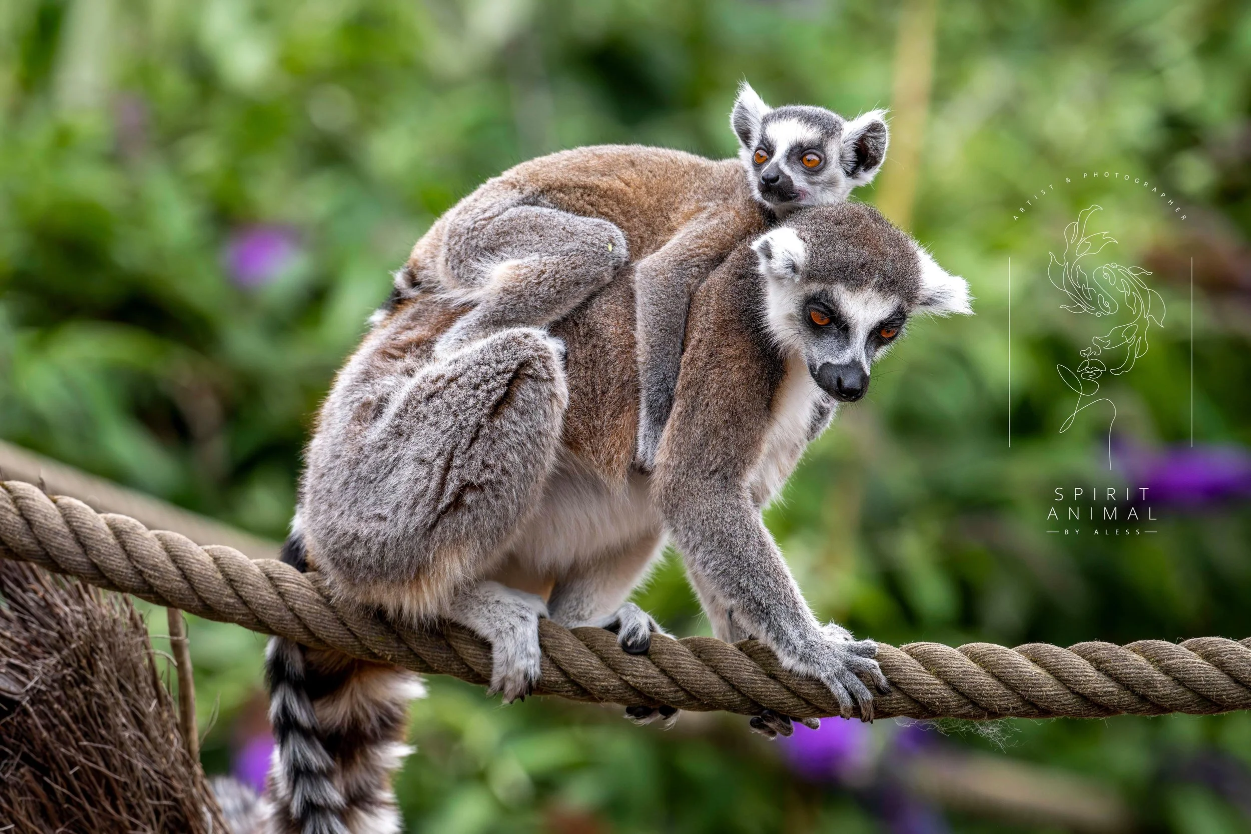 Zwei Lemuren, ein erwachsener Lemur trägt ein Jungtier auf seinem Rücken, sitzen auf einem Seil, Fotografie von SPIRIT ANIMAL