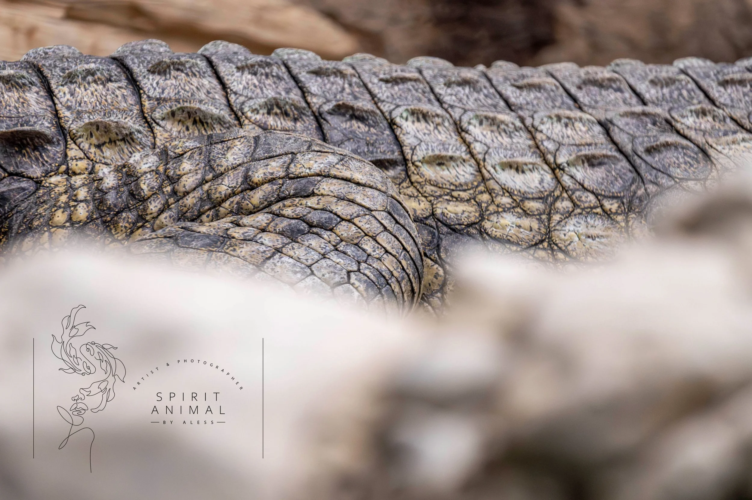 Nahaufnahme eines Krokodils mit schuppiger Haut, Fotografie von SPIRIT ANIMAL