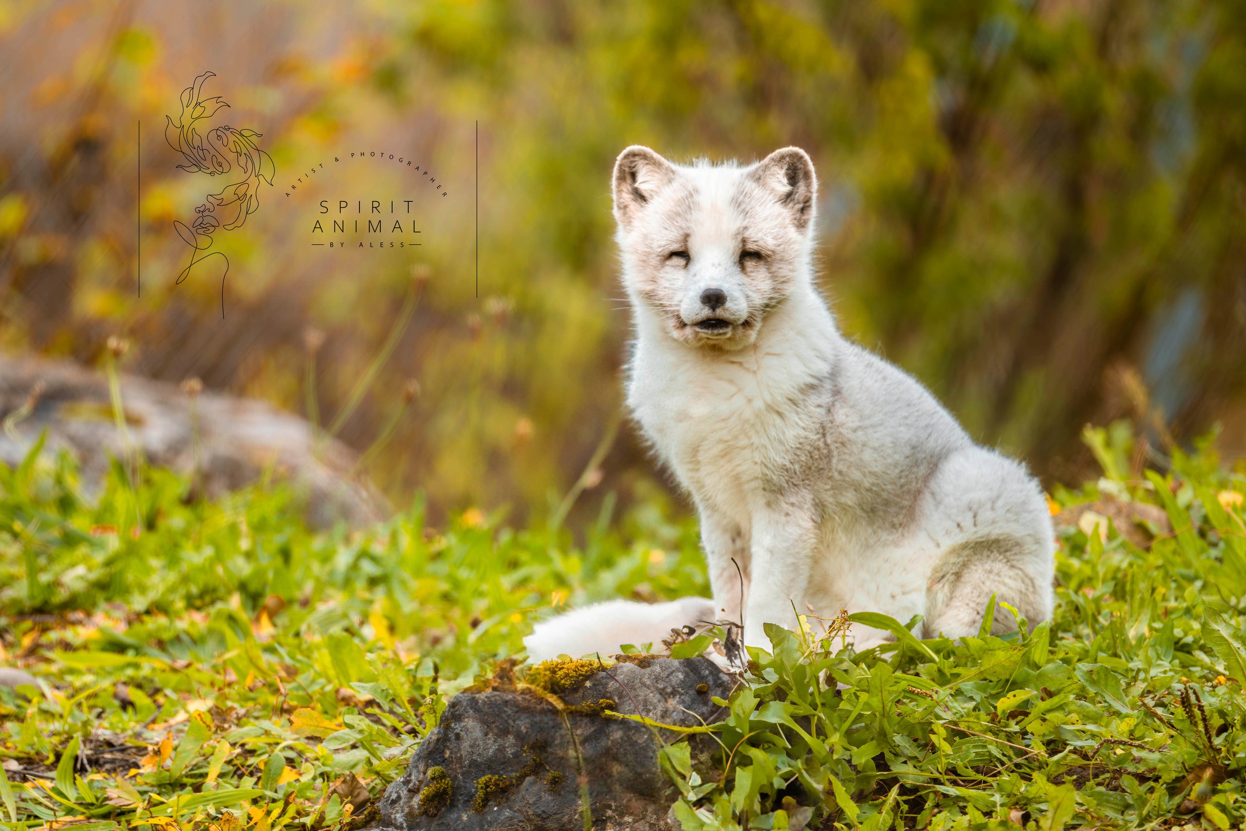 Ein Eisfuchs sitzt auf grünem Gras im Wald, im Hintergrund sind herbstliche Bäume mit gelben und grünen Blättern. Es ist ein sonniger Tag, Fotografie von SPIRIT ANIMAL