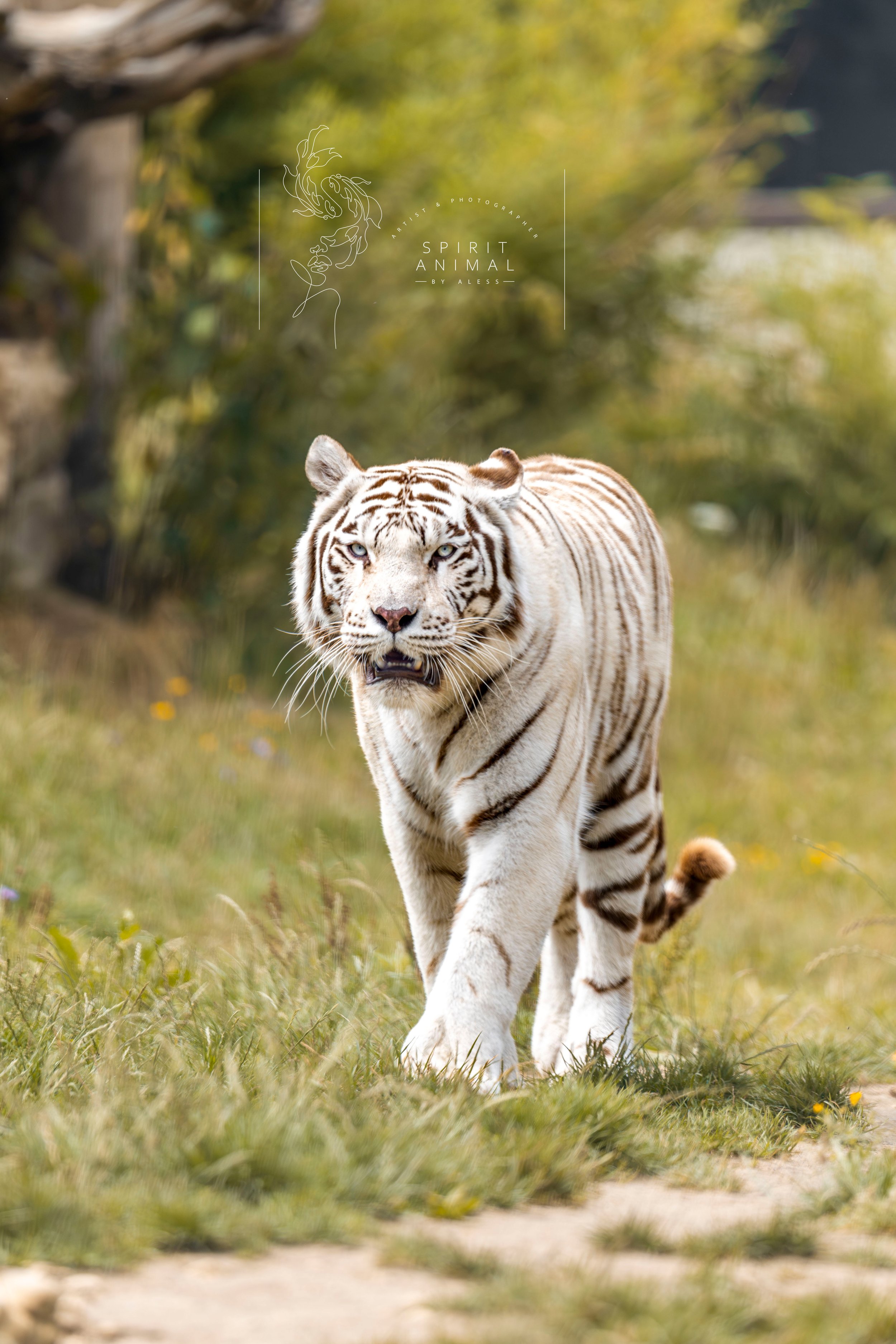 Weißer Tiger läuft auf einer Wiese im Freien, umgeben von Bäumen und Vegetation, Fotografie von SPIRIT ANIMAL