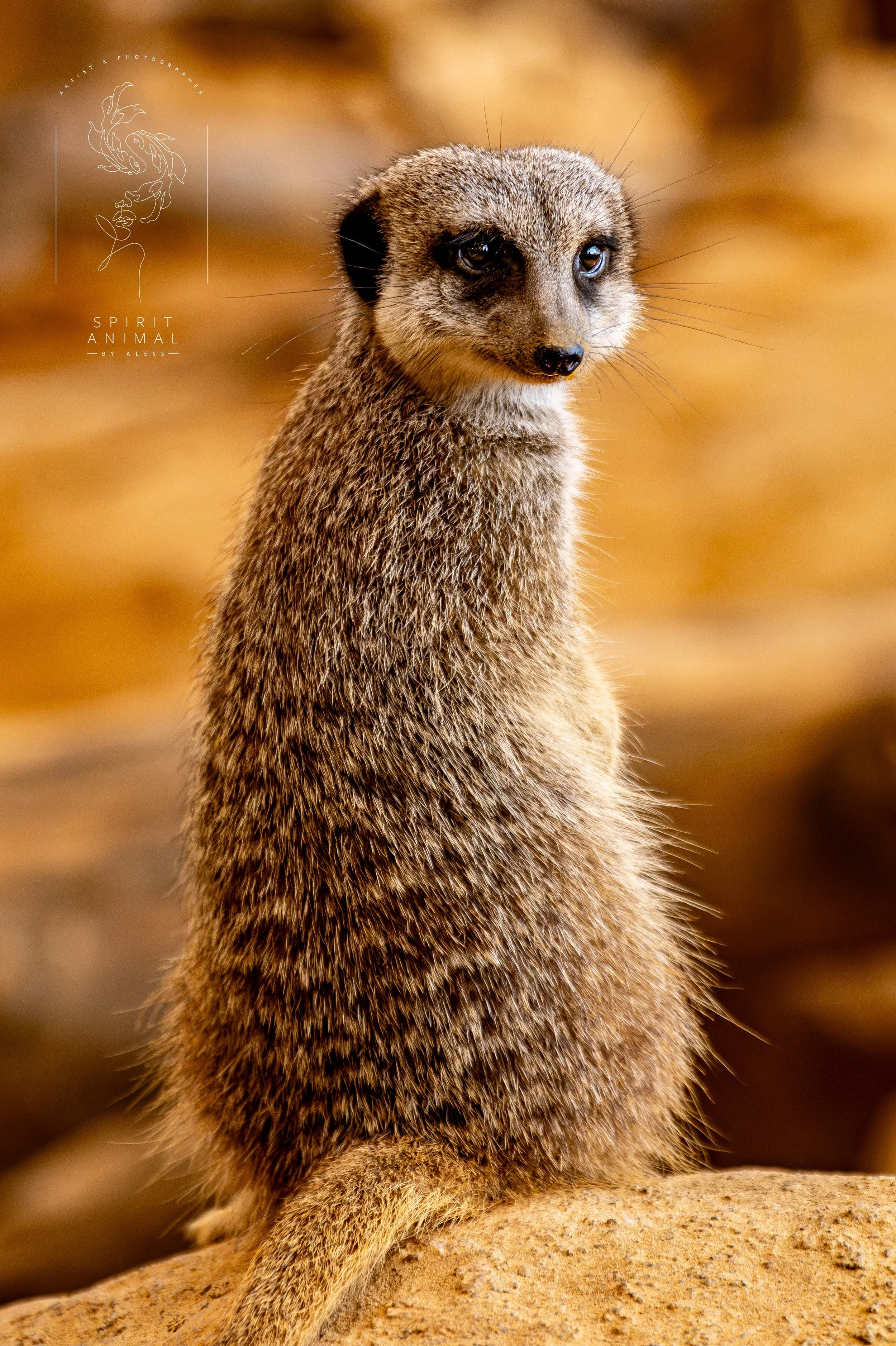 Ein sitzendes Erdmännchen vor braunem Hintergrund.