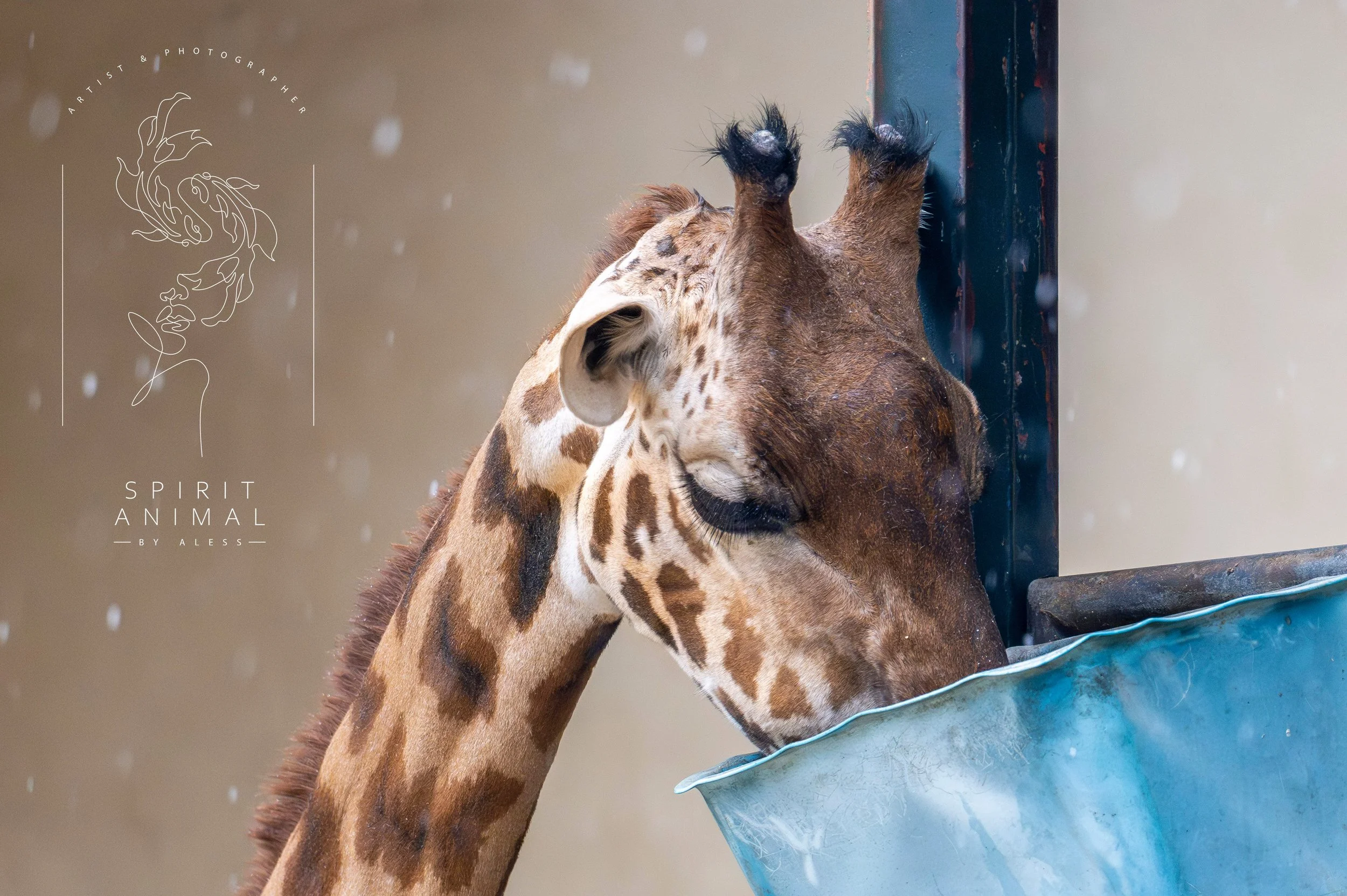 Giraffe trinkt Wasser aus einem blauen Behälter in einem Zoo, es schneit, Fotografie von SPIRIT ANIMAL