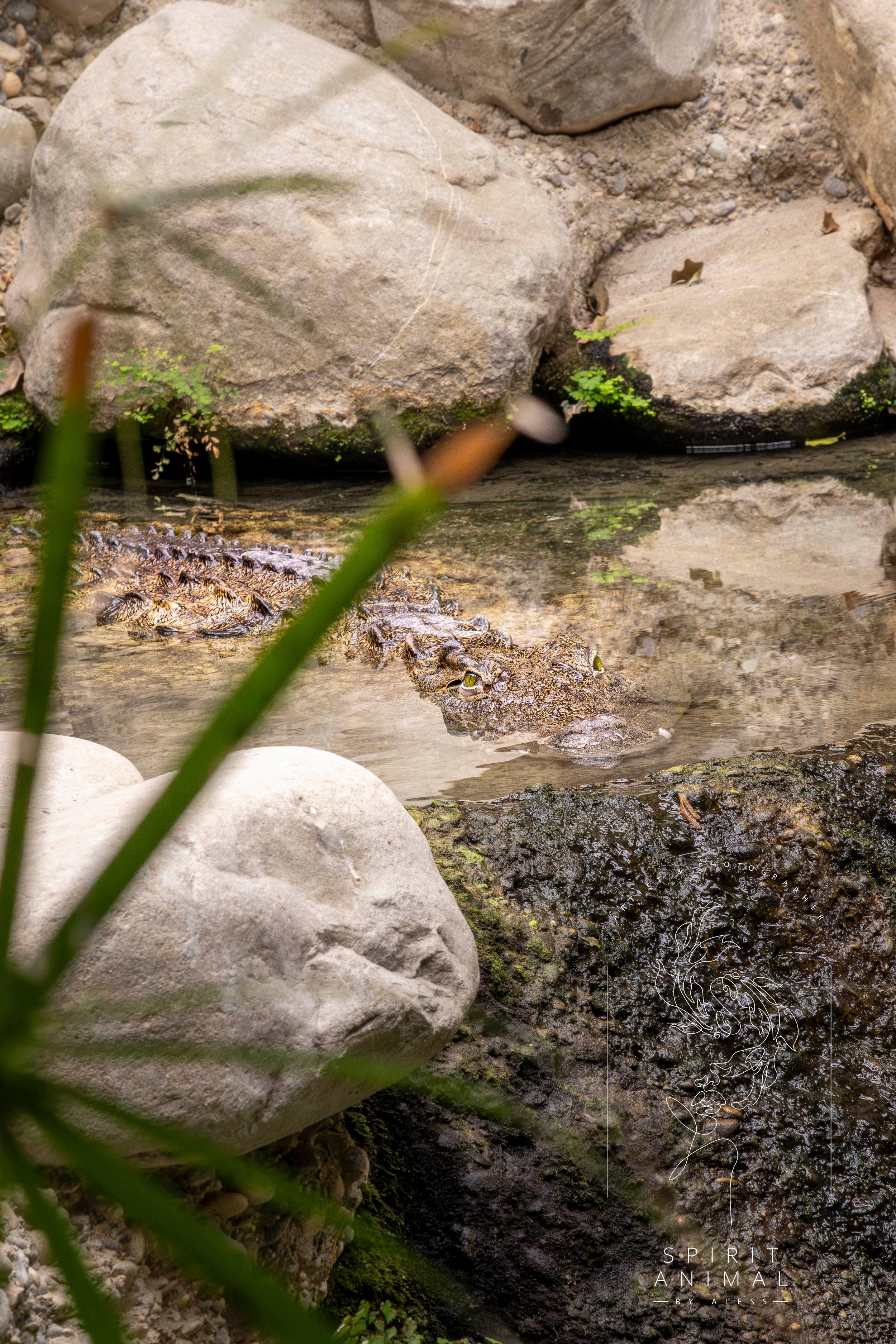 Ein Krokodil schwimmt im Wasser zwischen Steinen und Pflanzen, Fotografie von SPIRIT ANIMAL