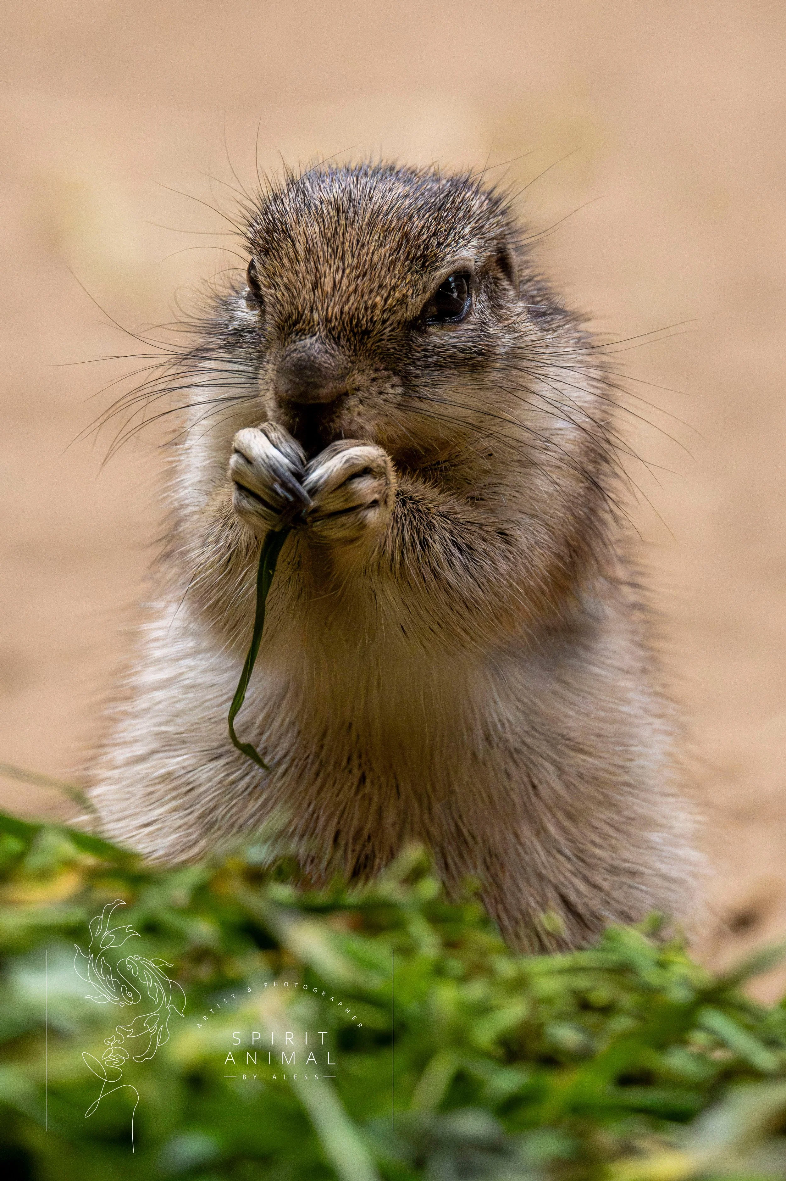 Ein kleines Erdmännchen hält ein Grashalm mit den Vorderpfoten und schaut neugierig in die Kamera, Hintergrund ist unscharf sandfarben.