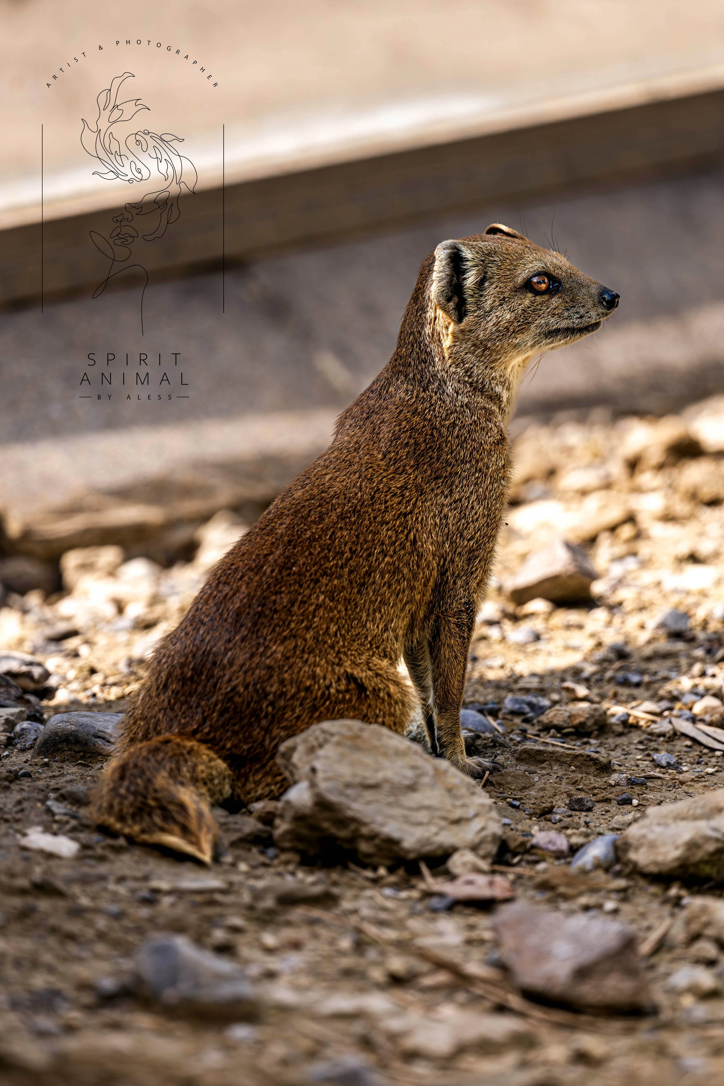 Ein braunes Säugetier, wahrscheinlich eine Art Erdmännchen, sitzt auf felsigem Boden und schaut nach rechts. Im Hintergrund ist ein unscharfer, heller Hintergrund, Fotografie von SPIRIT ANIMAL