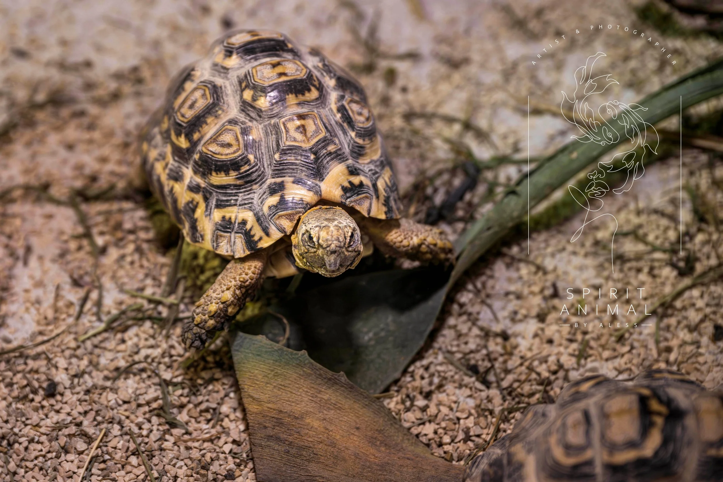 Eine Schildkröte auf sandigem Boden mit Laub und Pflanzen, Nahaufnahme, Fotografie von SPIRIT ANIMAL