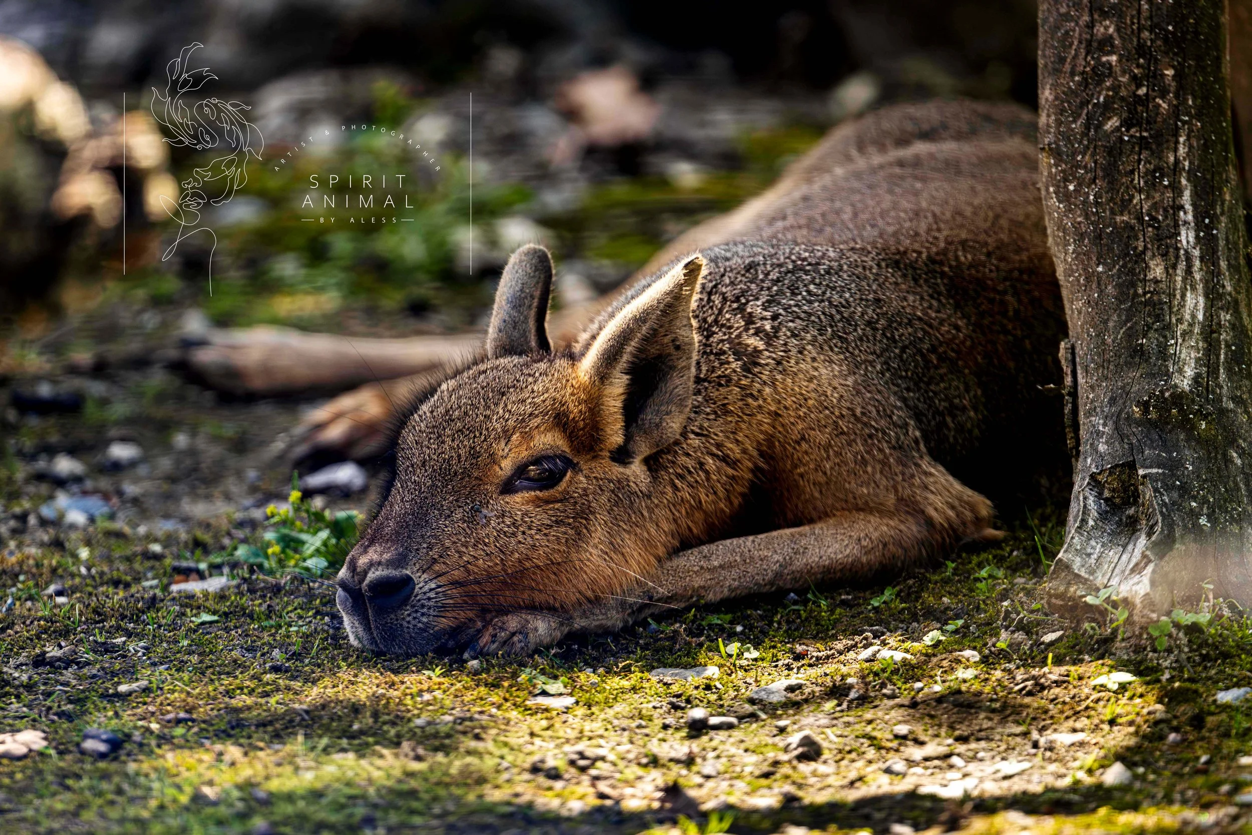 Ein kleines, braunes Tier liegt auf dem Boden, mit dem Kopf auf dem Boden und den Augen halb geschlossen, neben einem Baumstamm im Schatten.