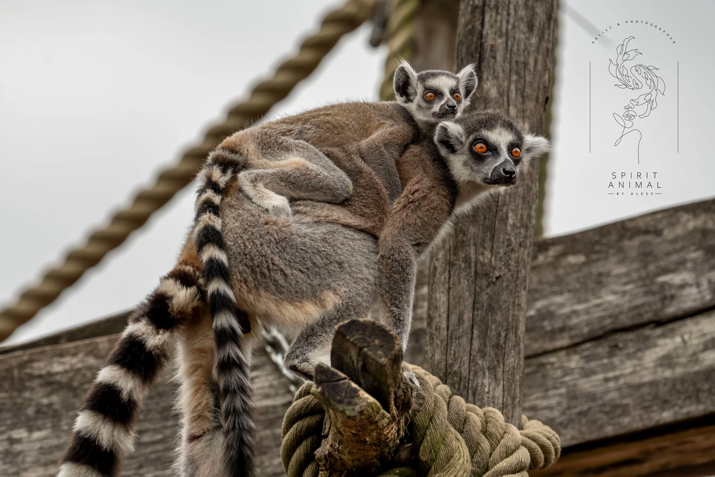 Zwei Lemuren auf einem Holzgestell mit einem dicken Seil, die miteinander klettern. Eines hält das andere auf dem Rücken, Fotografie von SPIRIT ANIMAL
