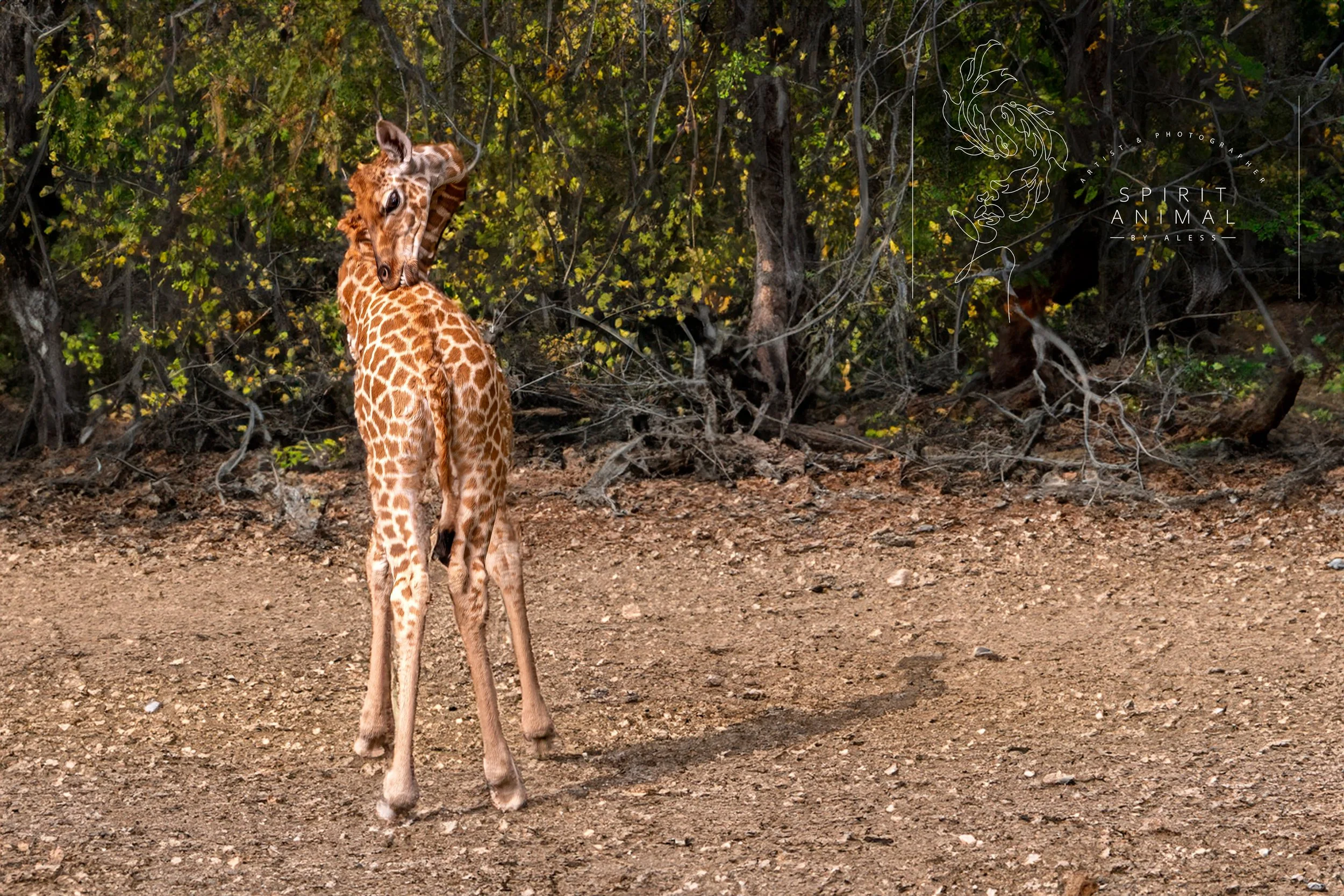 Junge Giraffe auf einem Erdboden in einem Wald mit grünen Büschen und Bäumen im Hintergrund, Fotografie von SPIRIT ANIMAL