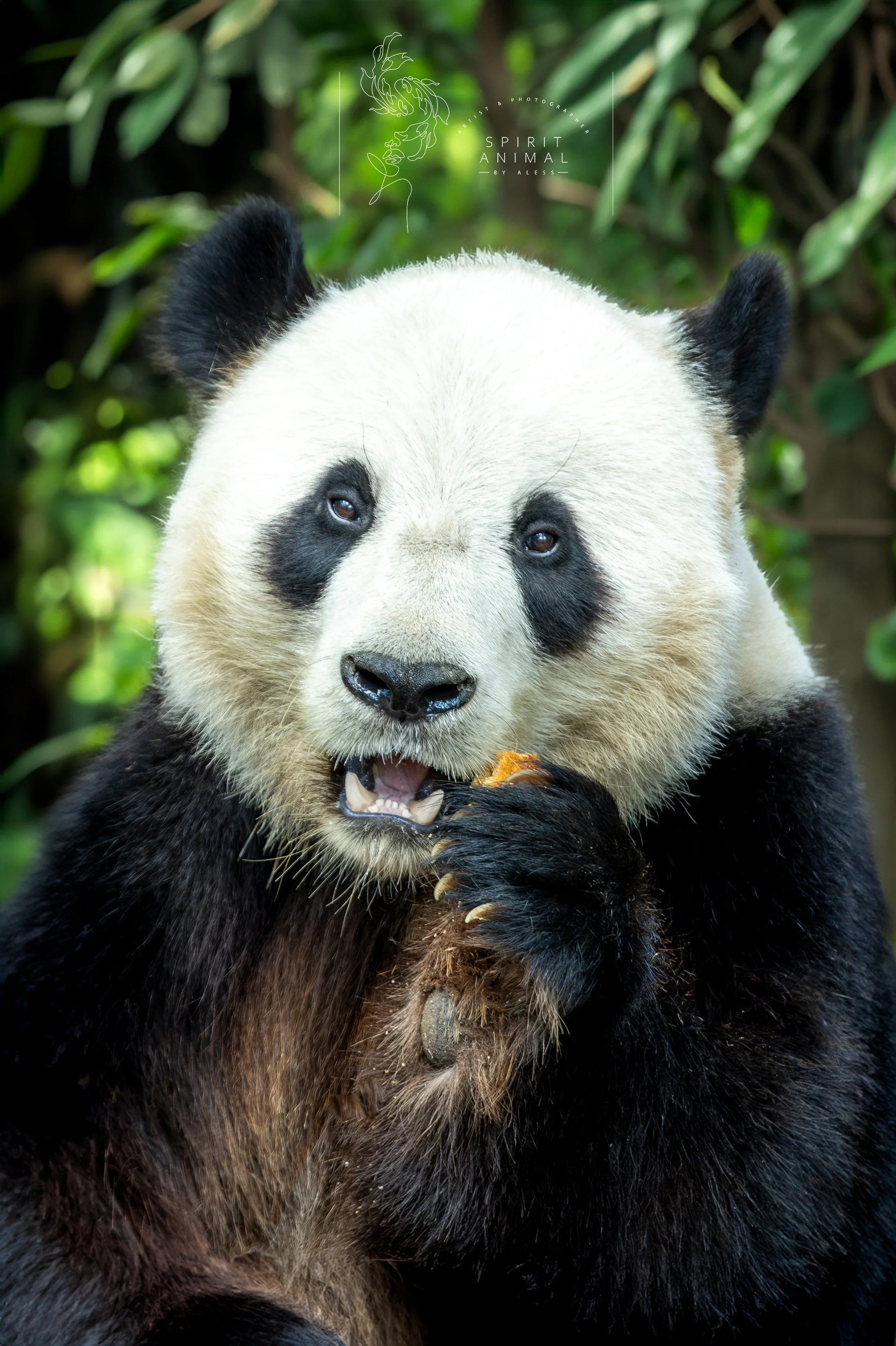 Ein Pandabär, der ein Stück Essen hält und es frisst, vor grünem Blätterdschungel Hintergrund, Fotografie von SPIRIT ANIMAL