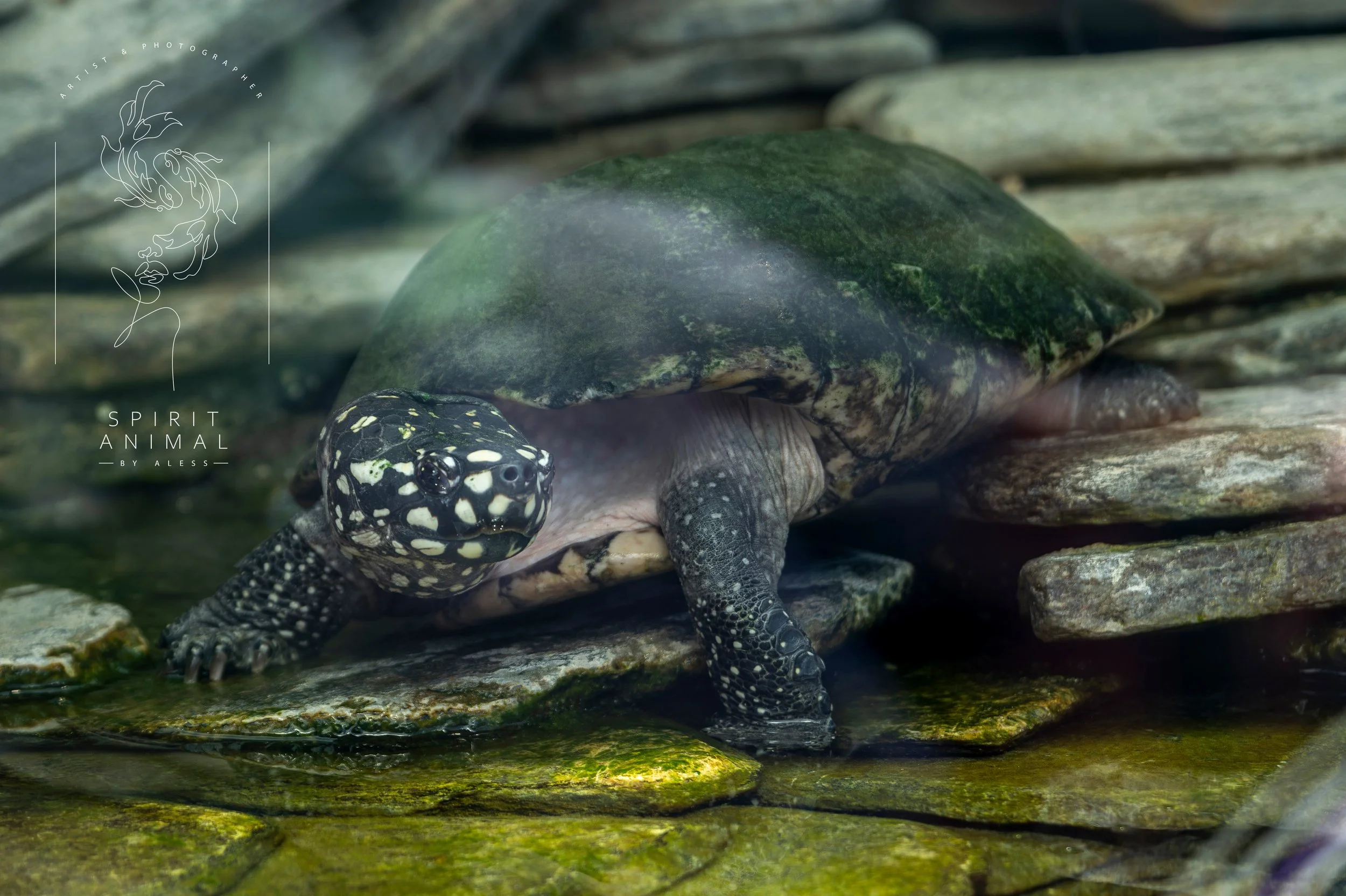 Eine Schildkröte mit einem schwarzen Kopf und weißen Flecken auf der Haut, die auf flachen Steinplatten in Wasser liegt, Fotografie von SPIRIT ANIMAL