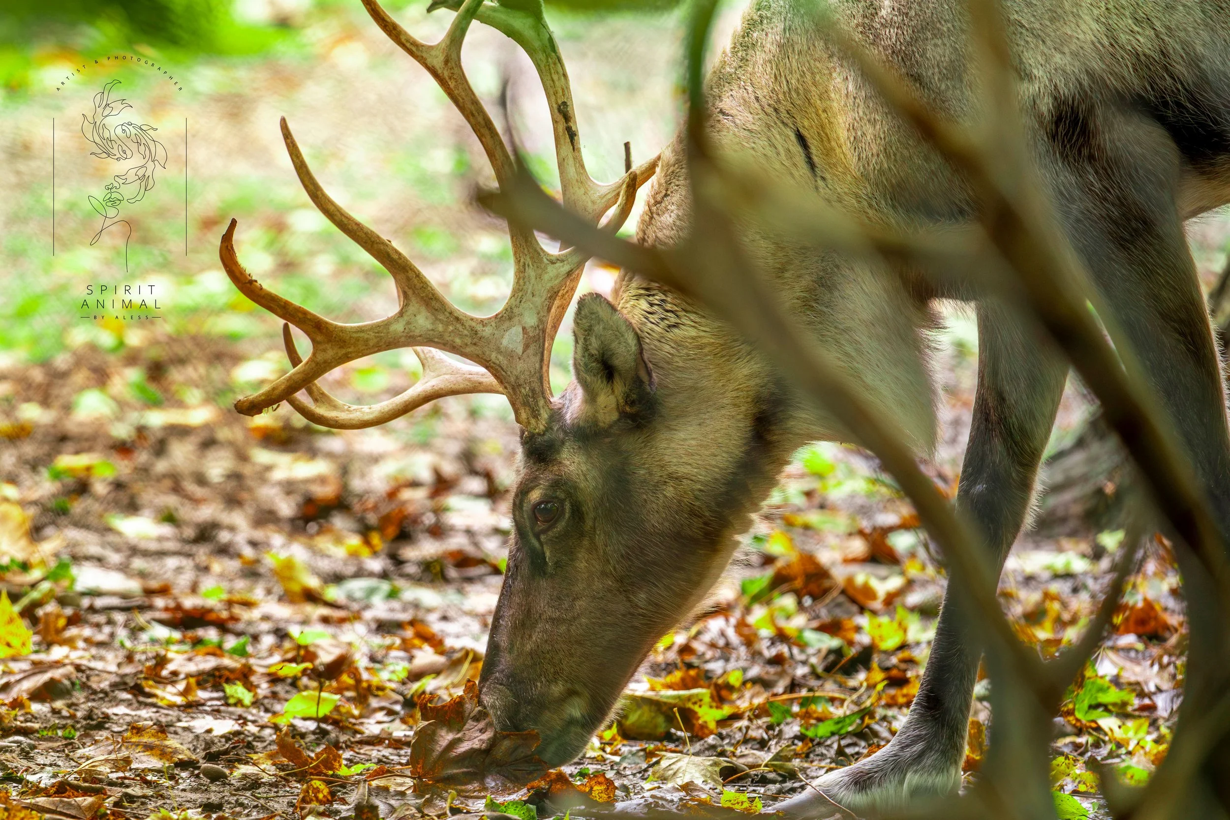 Ein Rentier mit großen Geweihen im Laub auf dem Boden eines Waldes, durch einen Zweig teilweise verdeckt, Fotografie von SPIRIT ANIMAL