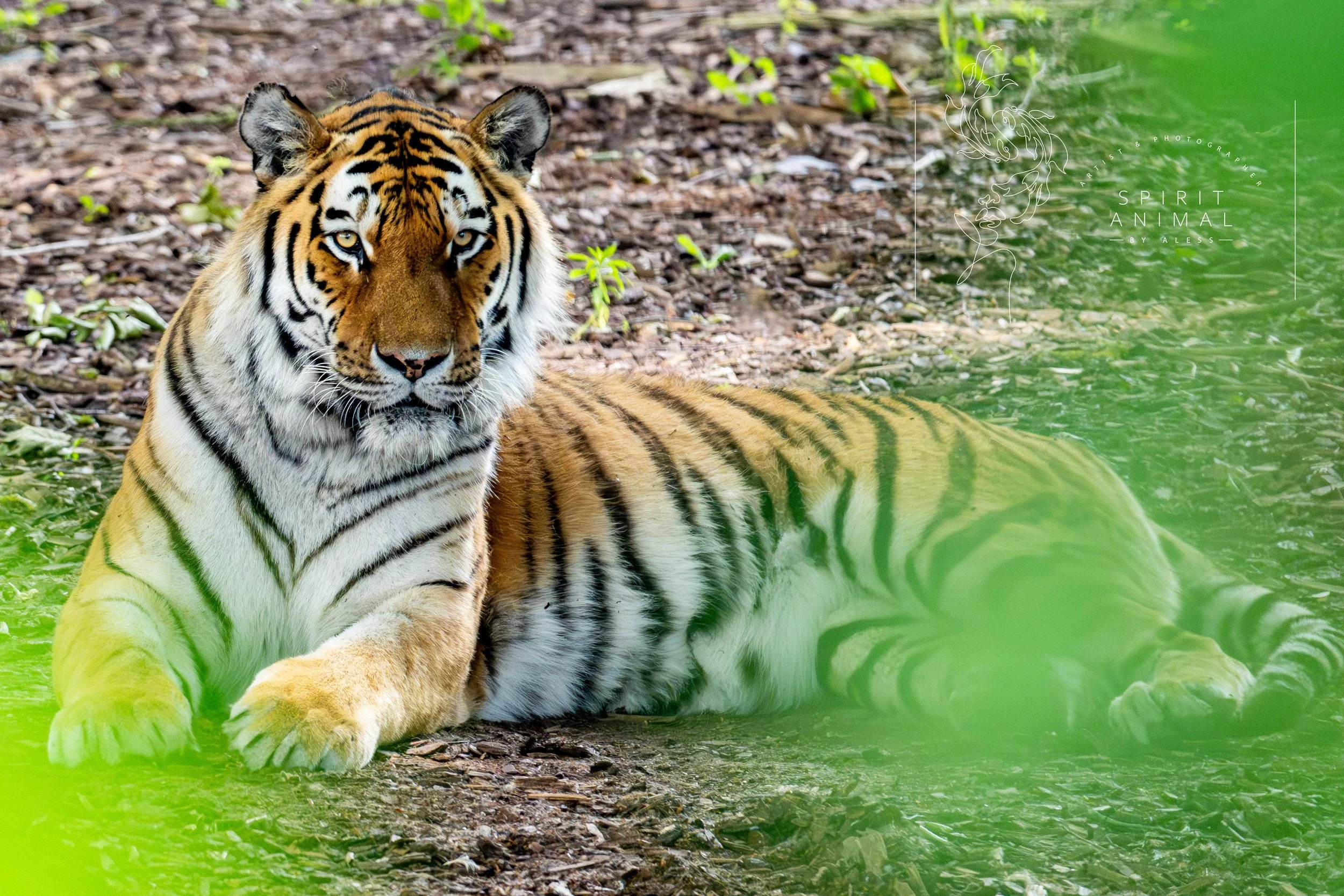Ein liegender Tiger vor einer Waldkulisse, teilweise verdeckt durch grüne Blätter im Vordergrund, Fotografie von SPIRIT ANIMAL