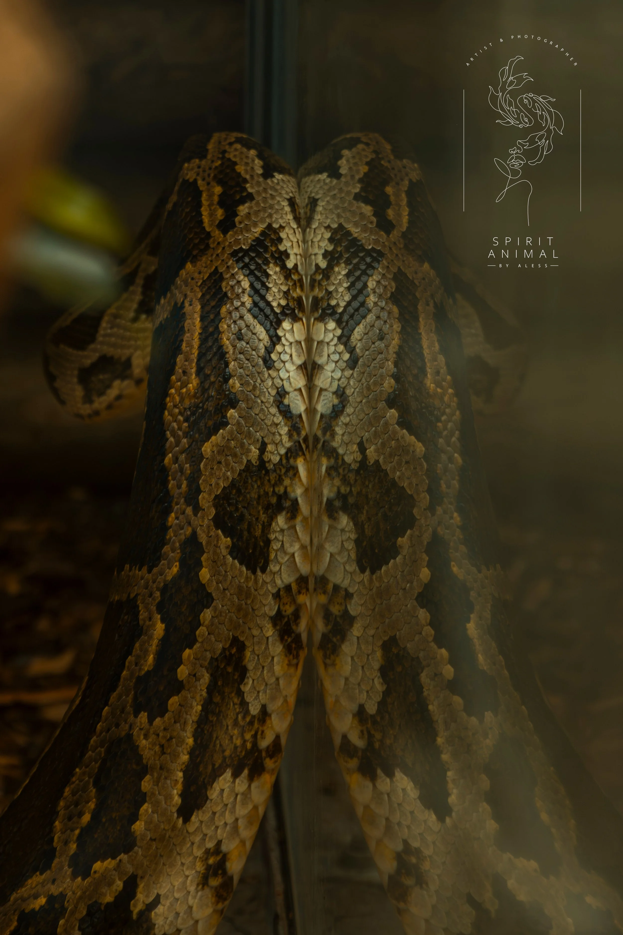 Nahaufnahme der Schuppen eines Schlangenmotivs mit dunklen und hellen Mustern, Fotografie von SPIRIT ANIMAL