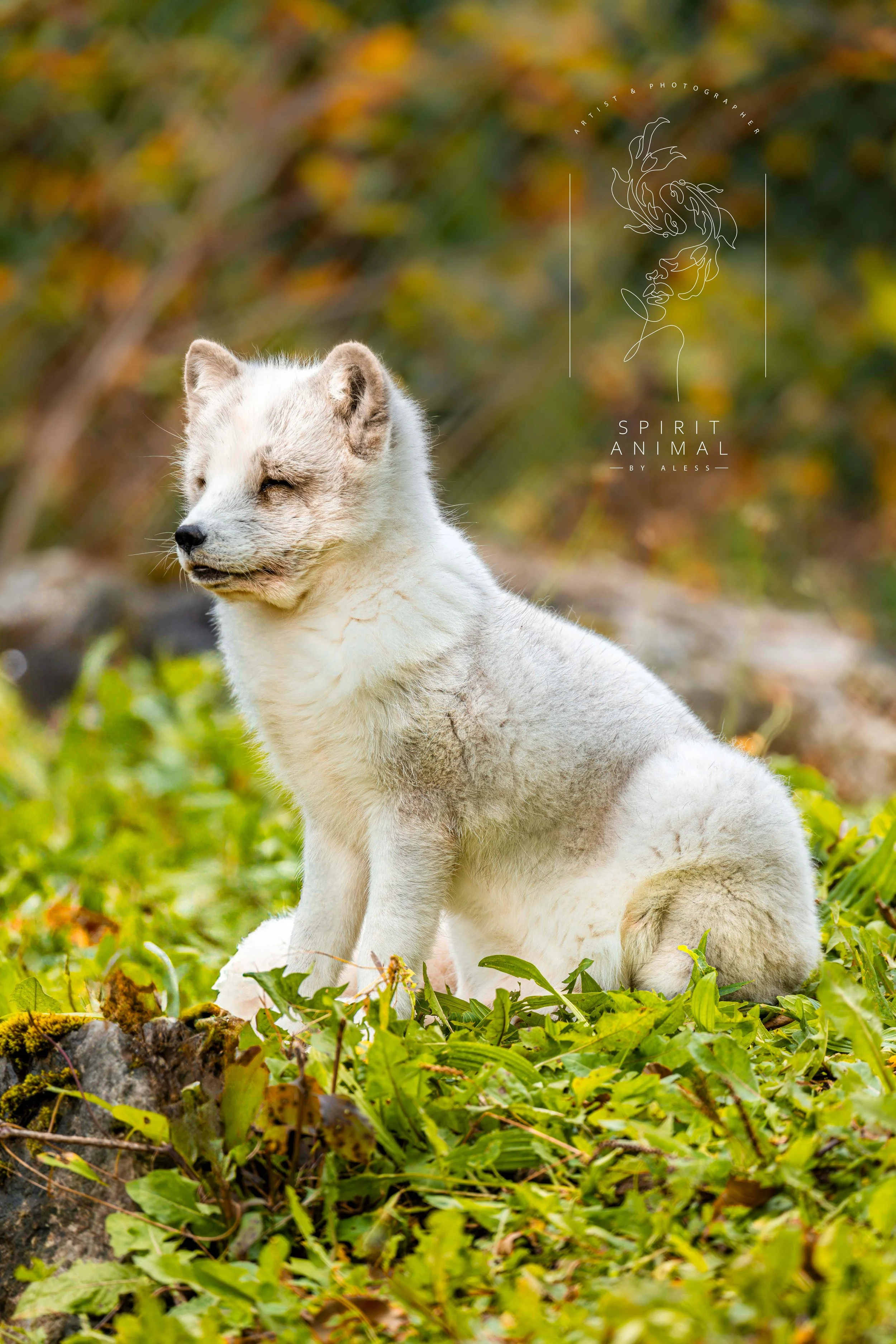 Ein Eisfuchs sitzt in einer grünen Wiese mit buntem Laub im Hintergrund. Es hat die Augen halb geschlossen.