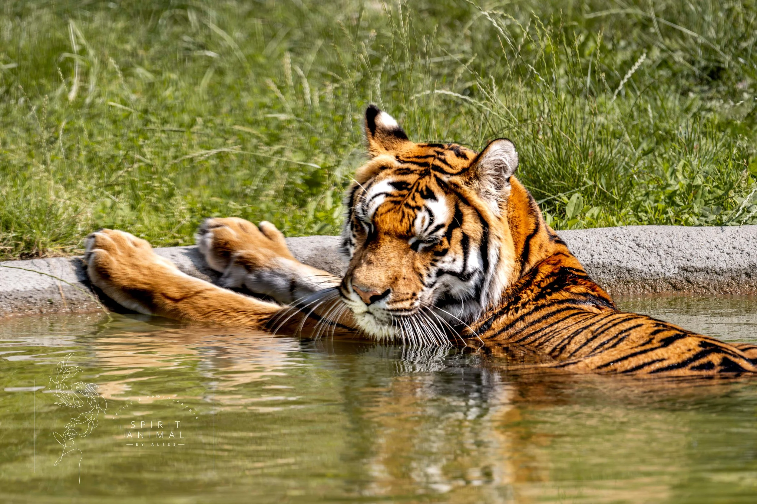 Ein Tiger ruht sich in einem Wasserbecken aus, mit Gras im Hintergrund, Fotografie von SPIRIT ANIMAL