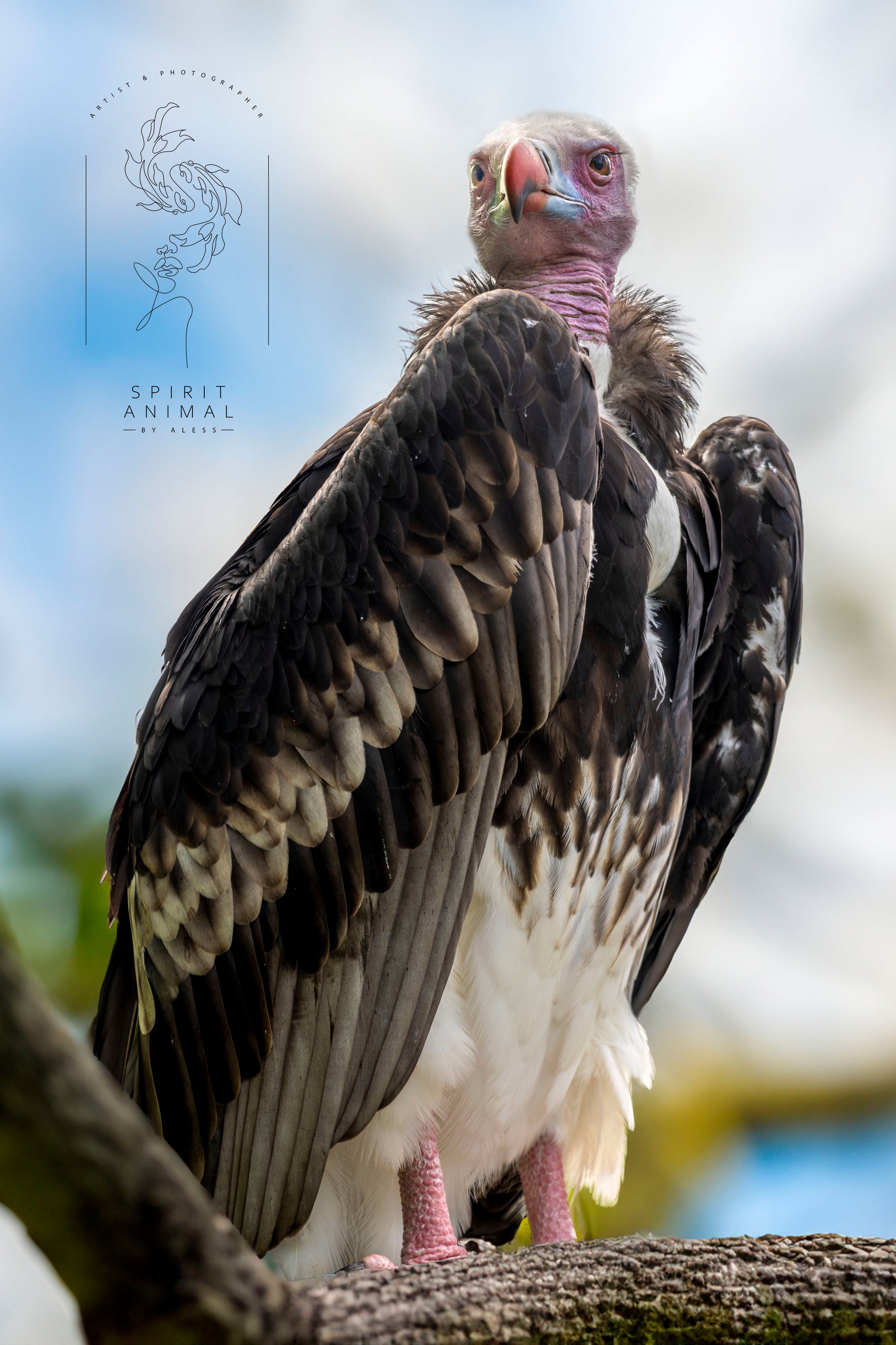 Ein Geier sitzt auf einem Ast, im Hintergrund blauer Himmel, Fotografie von SPIRIT ANIMAL