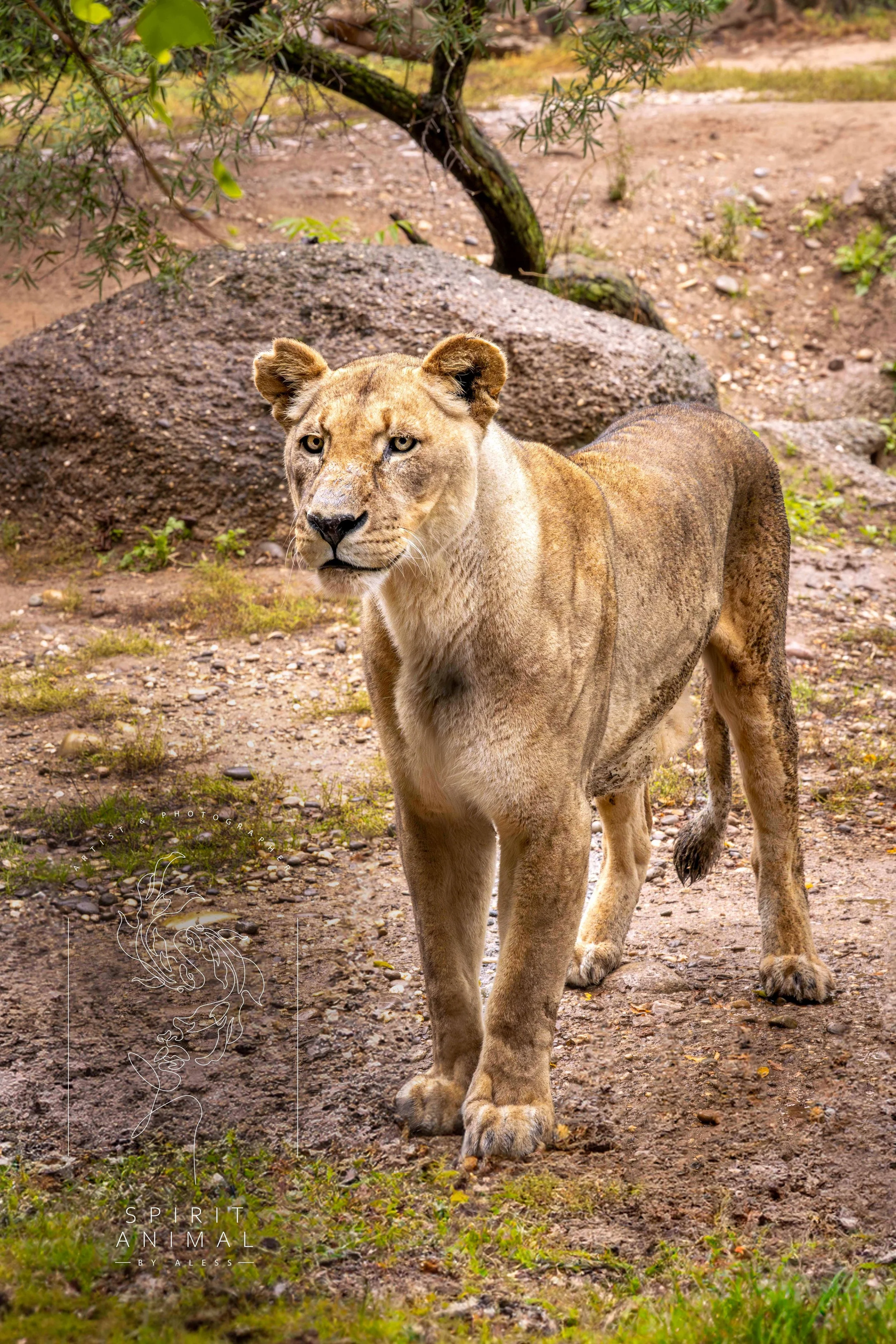 Löwin in natürlicher Umgebung mit Baum und Steinen, Fotografie von SPIRIT ANIMAL