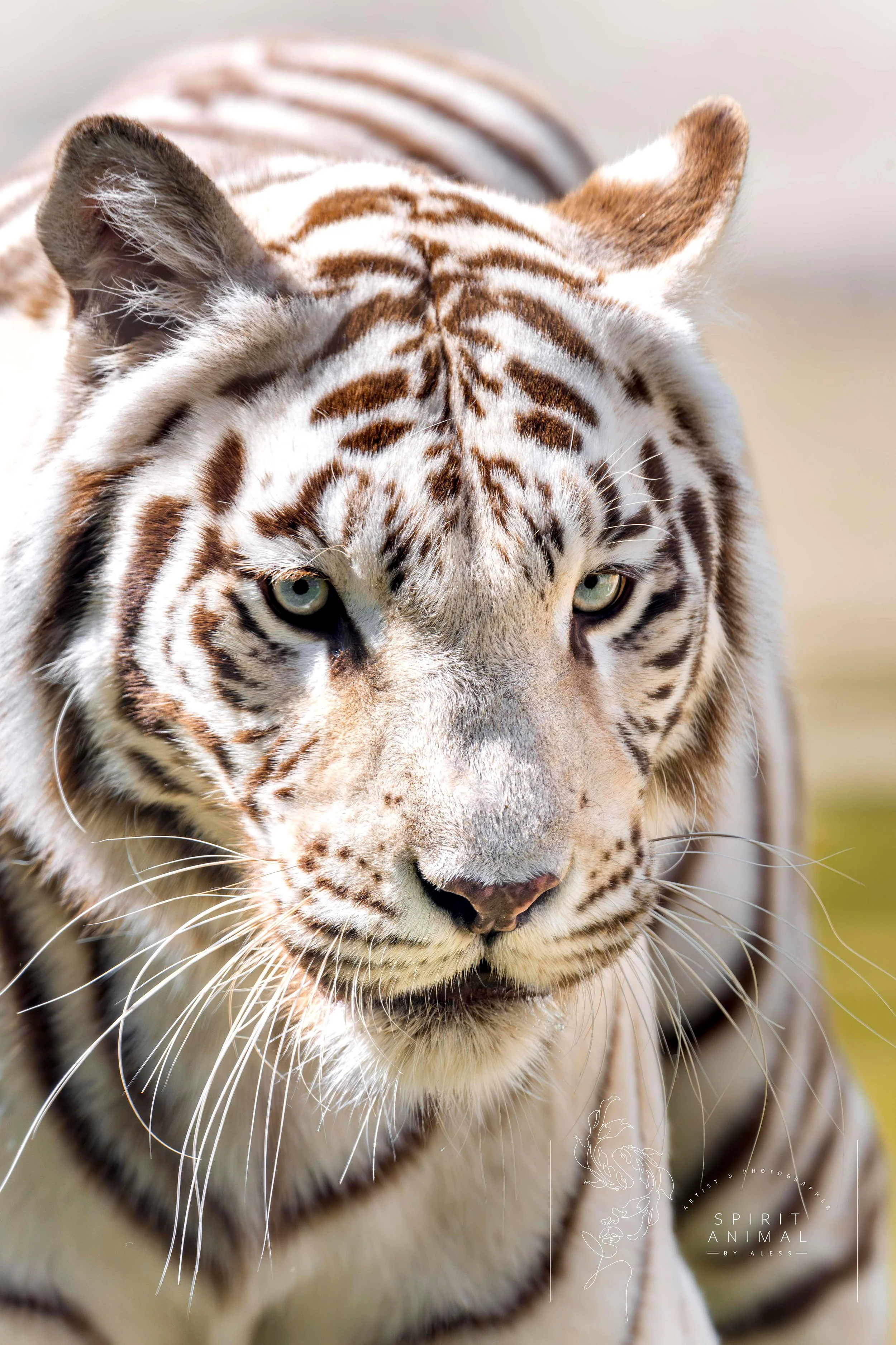 Nahaufnahme eines weißen Tigers mit schwarzen Streifen, Fotografie von SPIRIT ANIMAL
