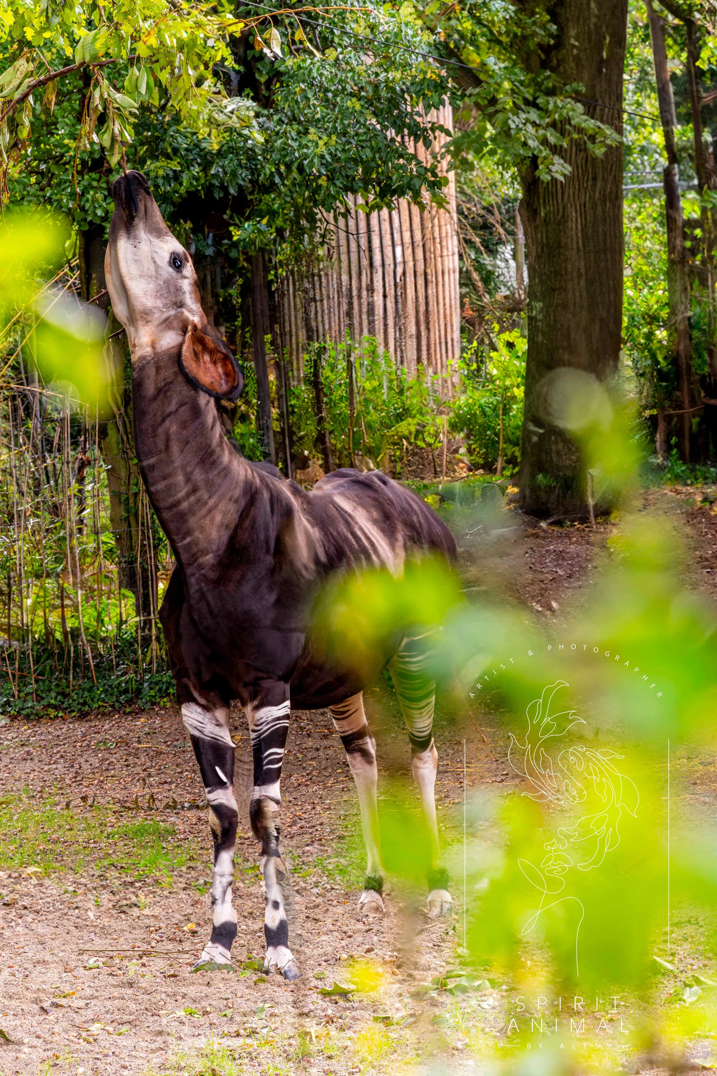 Ein Okapi im Zoo, unter Bäumen steht, umgeben von grünem Laub und Holzstämmen, mit einem Zaun im Hintergrund, Fotografie von SPIRIT ANIMAL