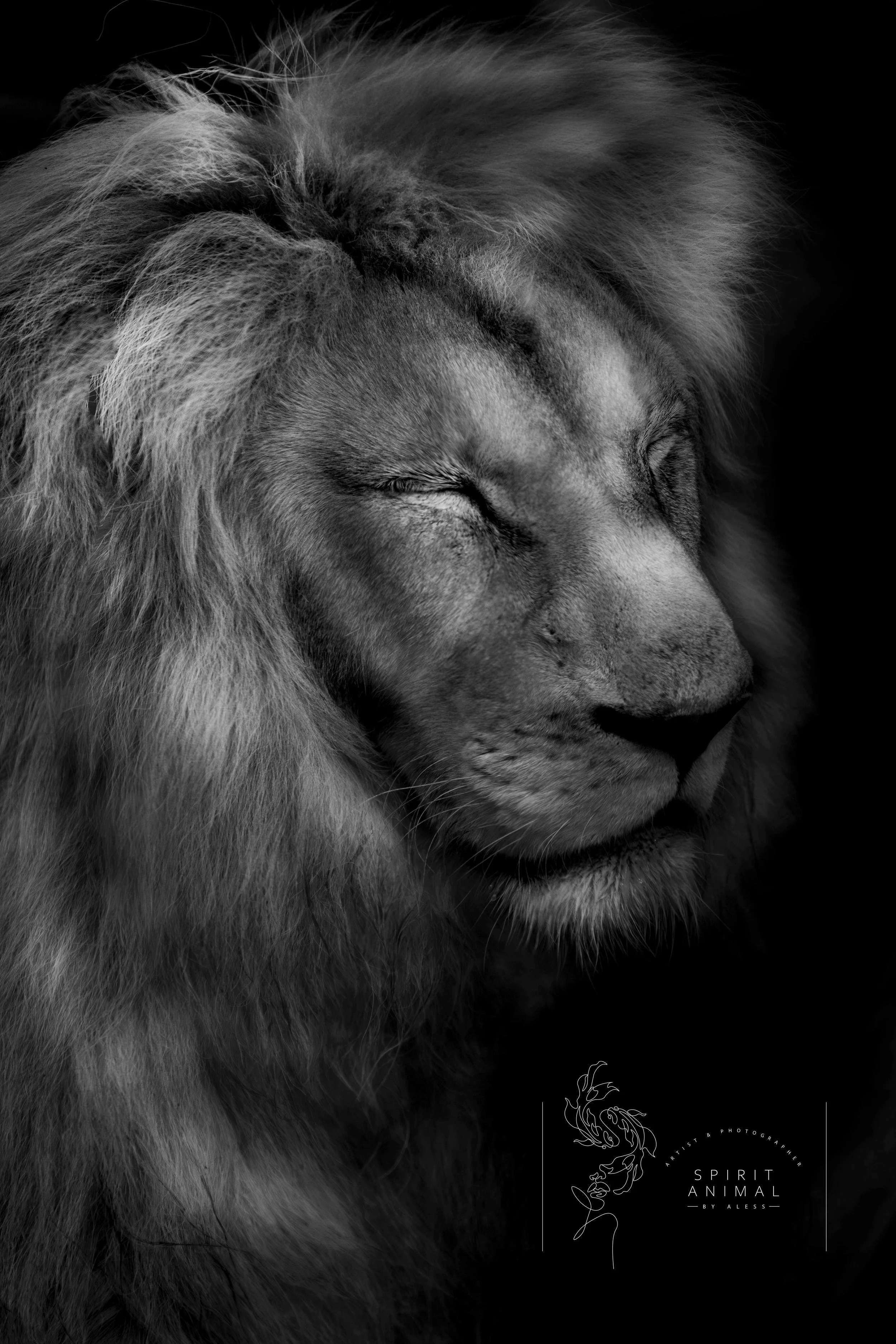 Schwarz-Weiß-Fotografie eines Löwen mit geschlossenem Auge und geschwungenem Maul, Lionausse, detailreiche Mähne, dunkler Hintergrund, Wasserzeichen mit dem Text »Spirit Animal by Aless«