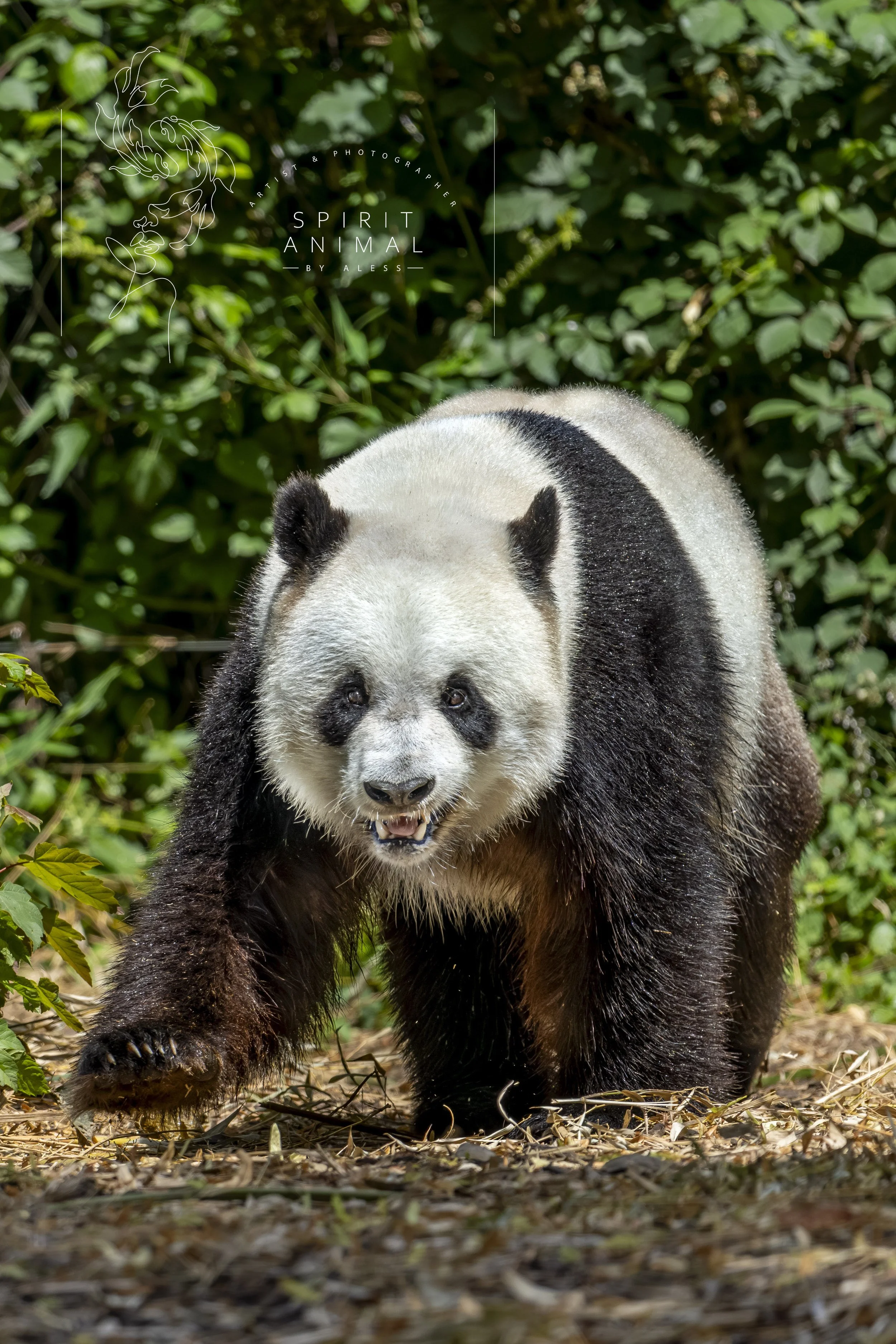 Ein Panda läuft in grüner Umgebung umher, Fotografie von SPIRIT ANIMAL