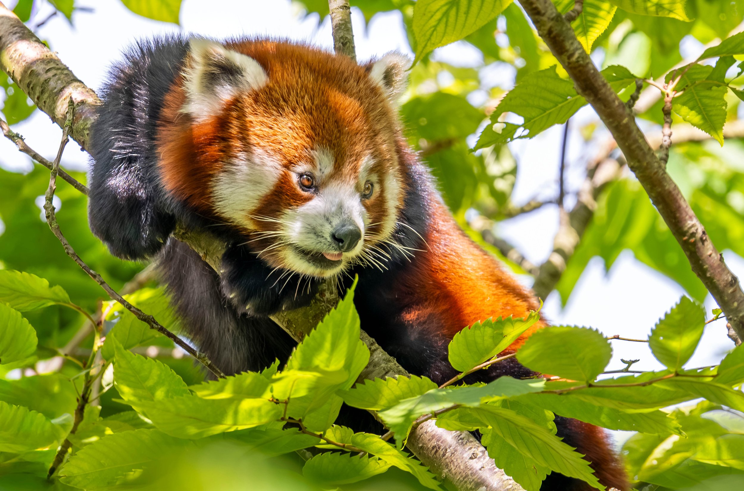 Ein roter Pandabär klettert auf einem Baum in einem grünen Laubdschungel. Fotografie von SPIRIT ANIMAL by Aless. Teil des WILD REFLECTION COLORFUL ECHOES Projekts.